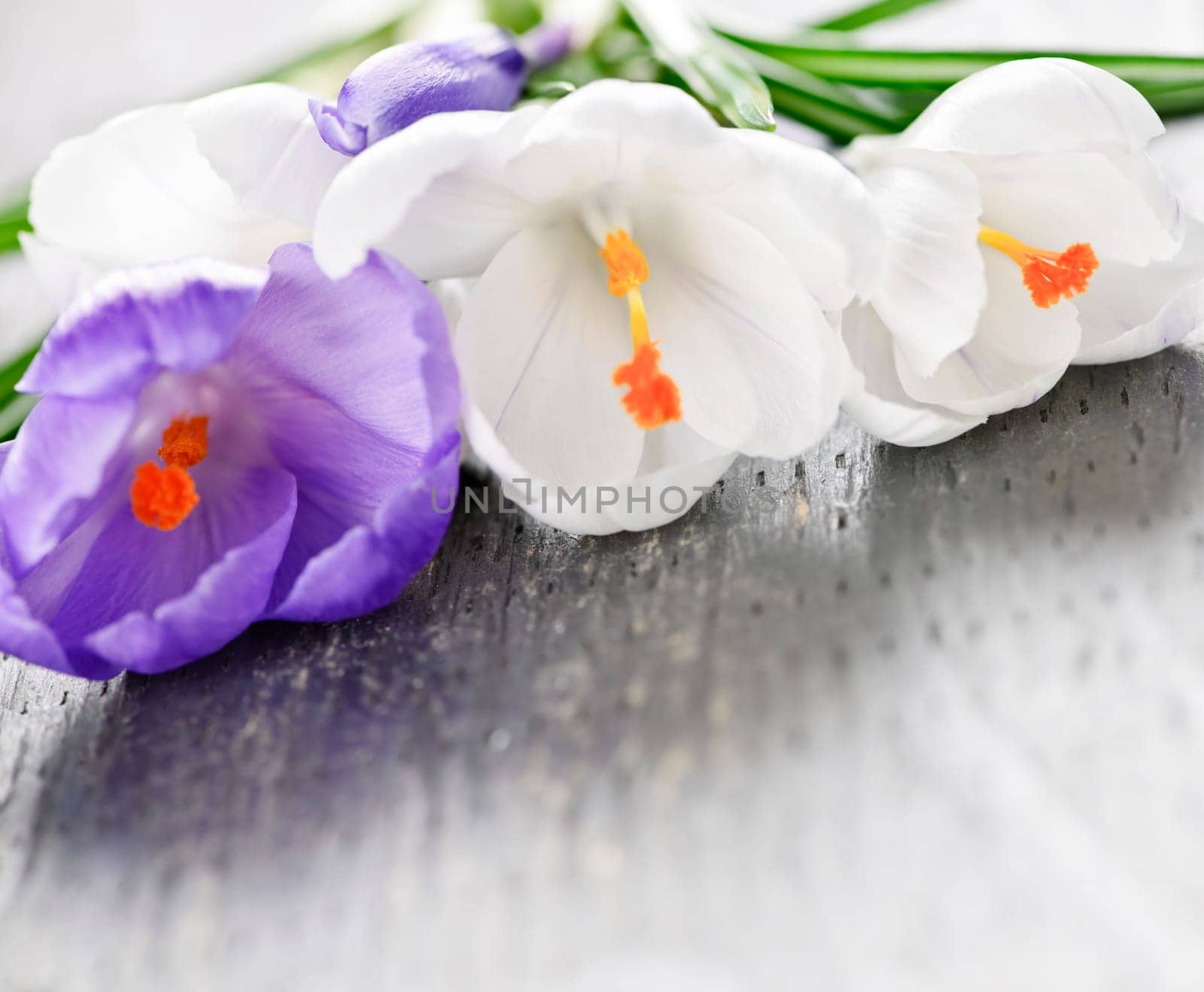 Fresh cut white and purple spring crocus flowers