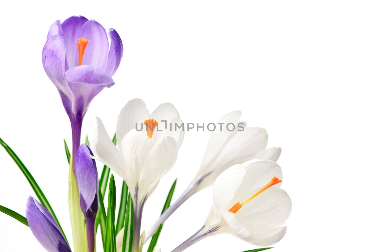 White and purple spring crocus flowers isolated on white background