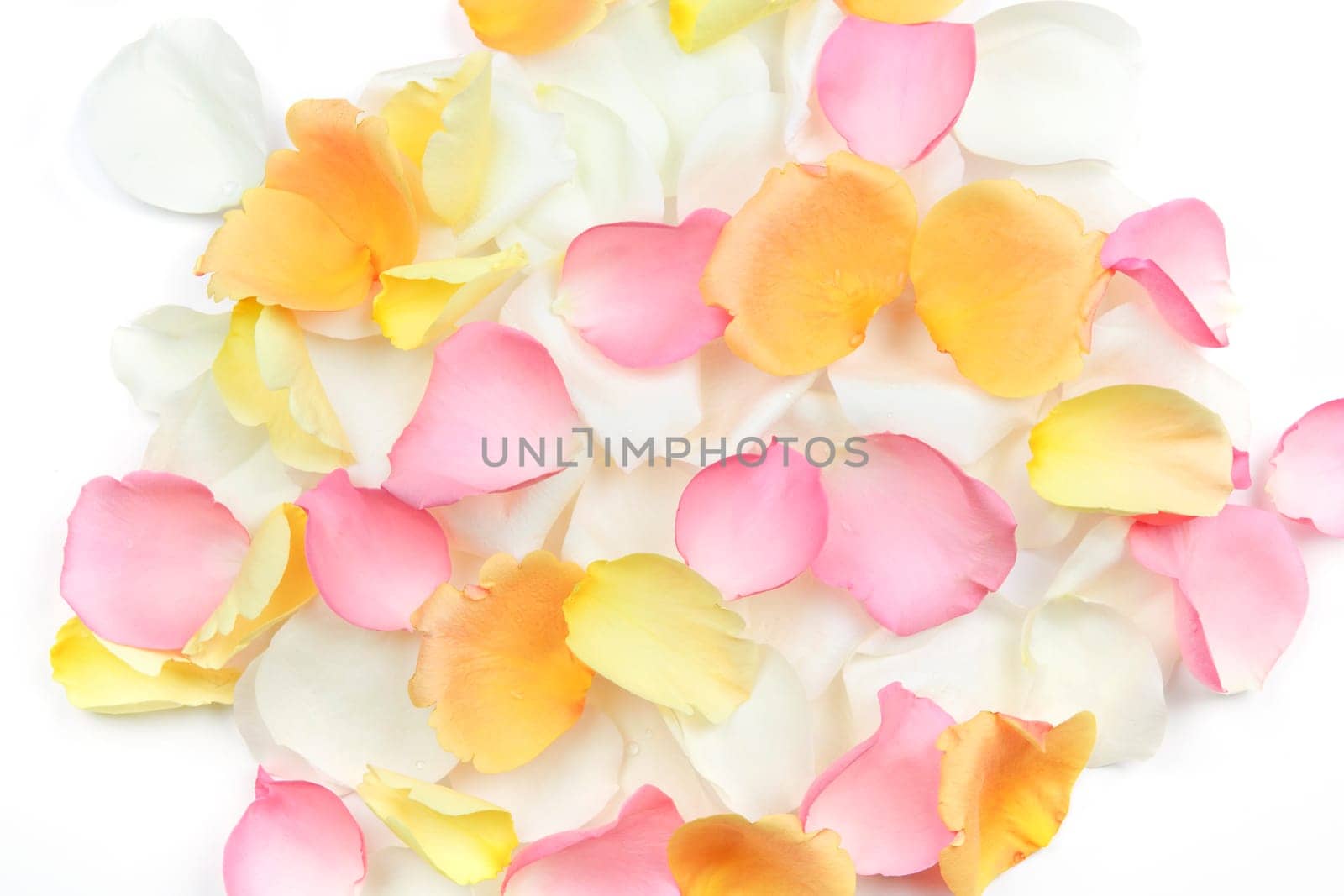 Abstract background of fresh scattered rose petals