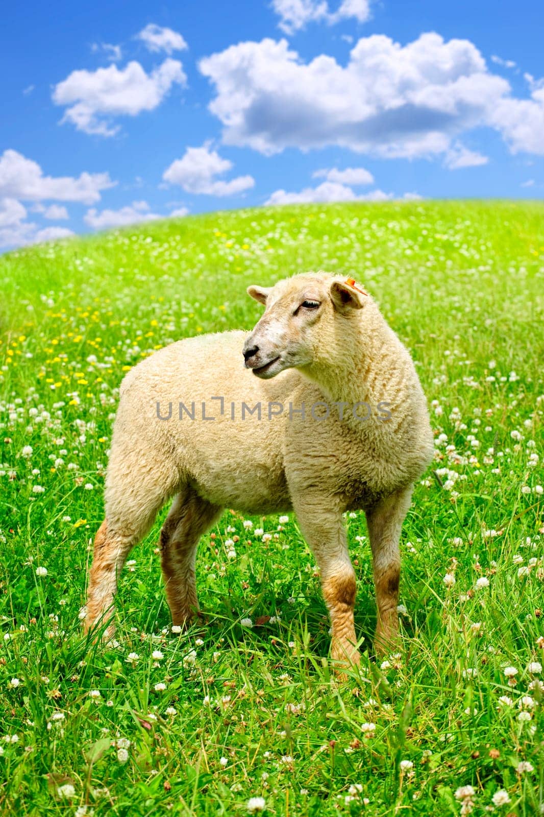 Cute funny sheep or lamb in green meadow