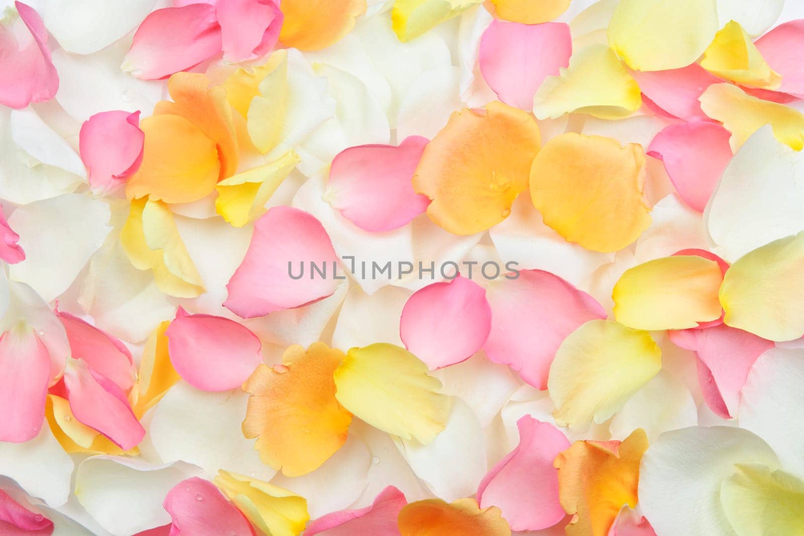 Abstract background of fresh scattered rose petals