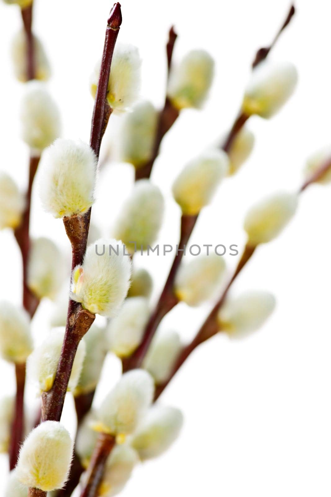 Spring Easter pussy willow branches isolated on white background