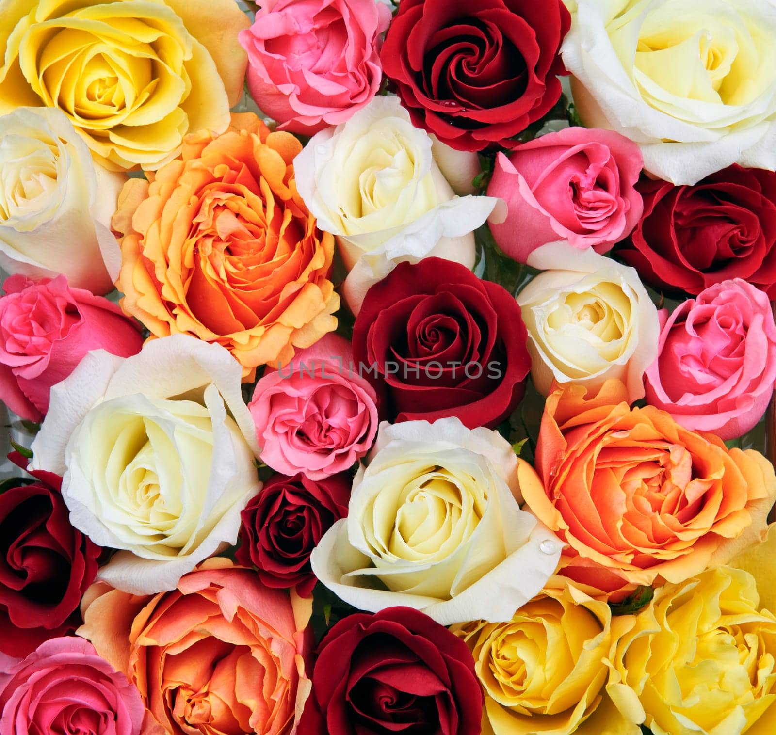 Background of assorted multicolored rose flowers from above
