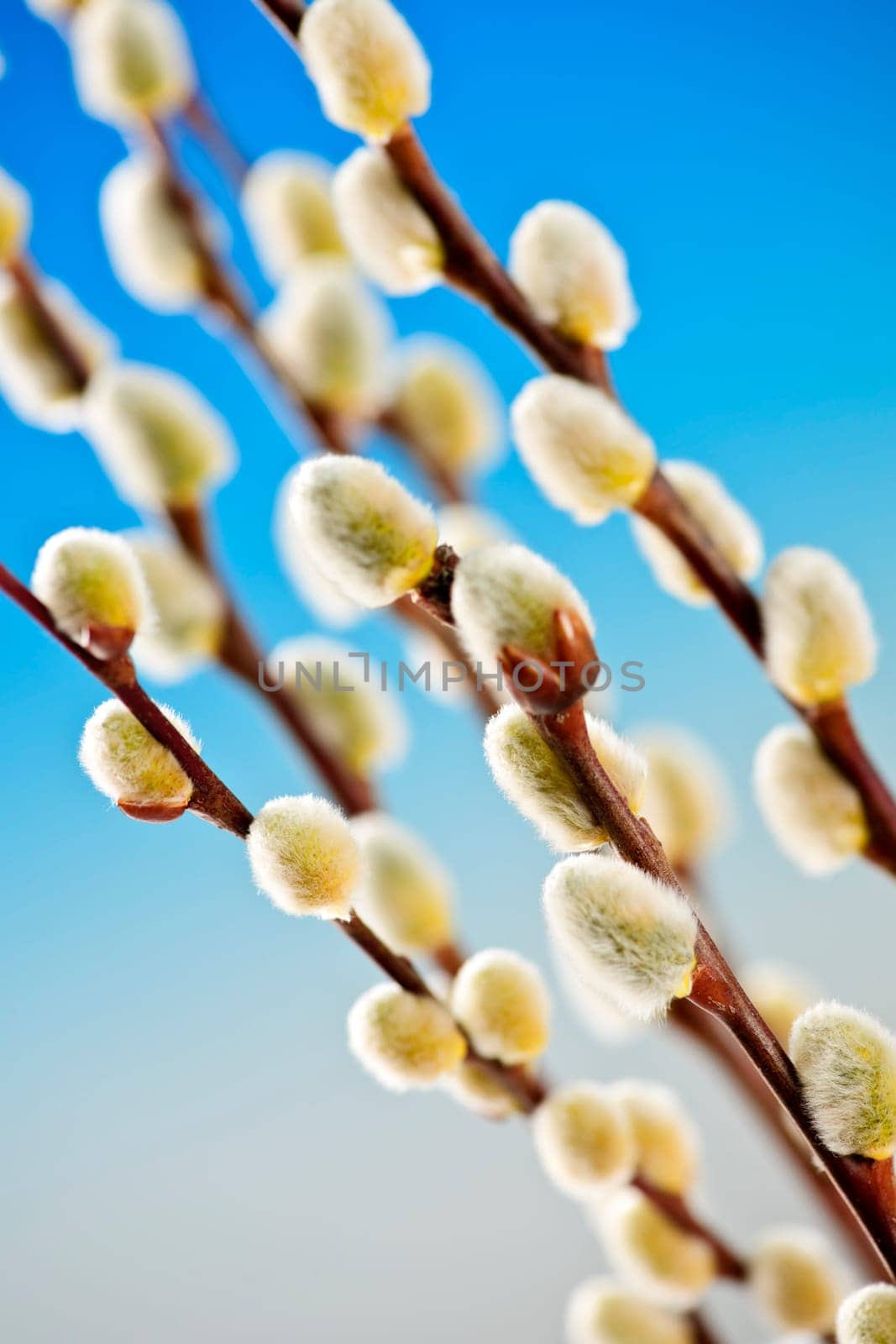 Spring Easter pussy willow branches on blue background