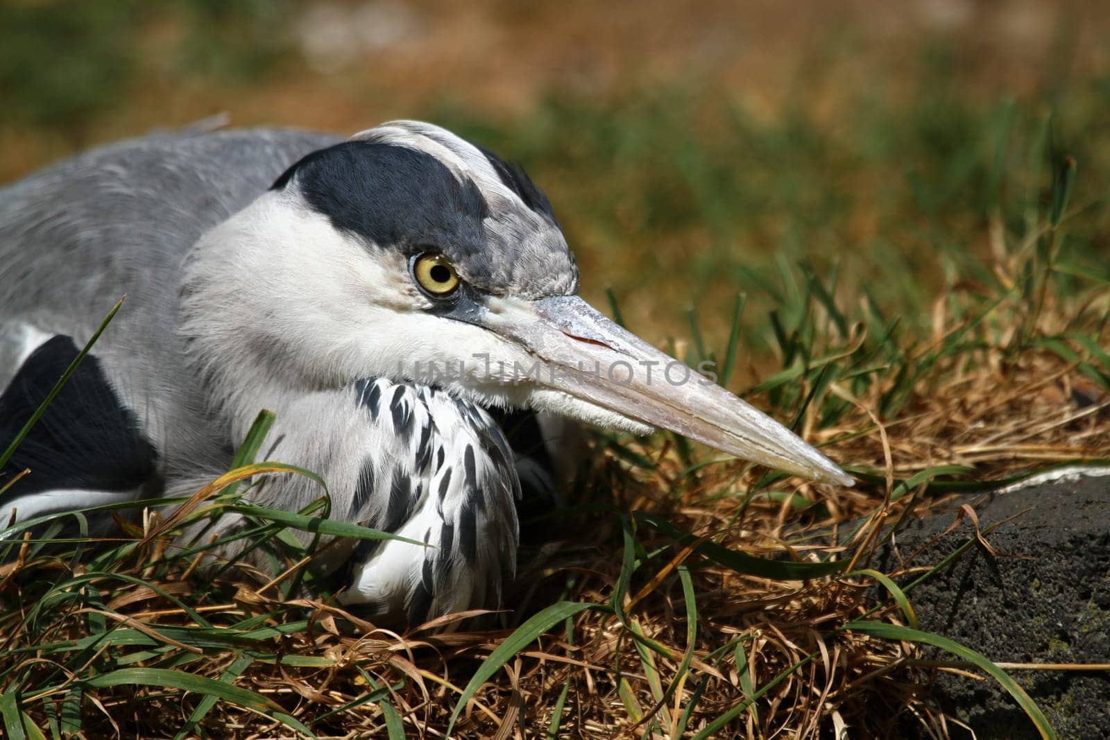 Grey HeronPortrait