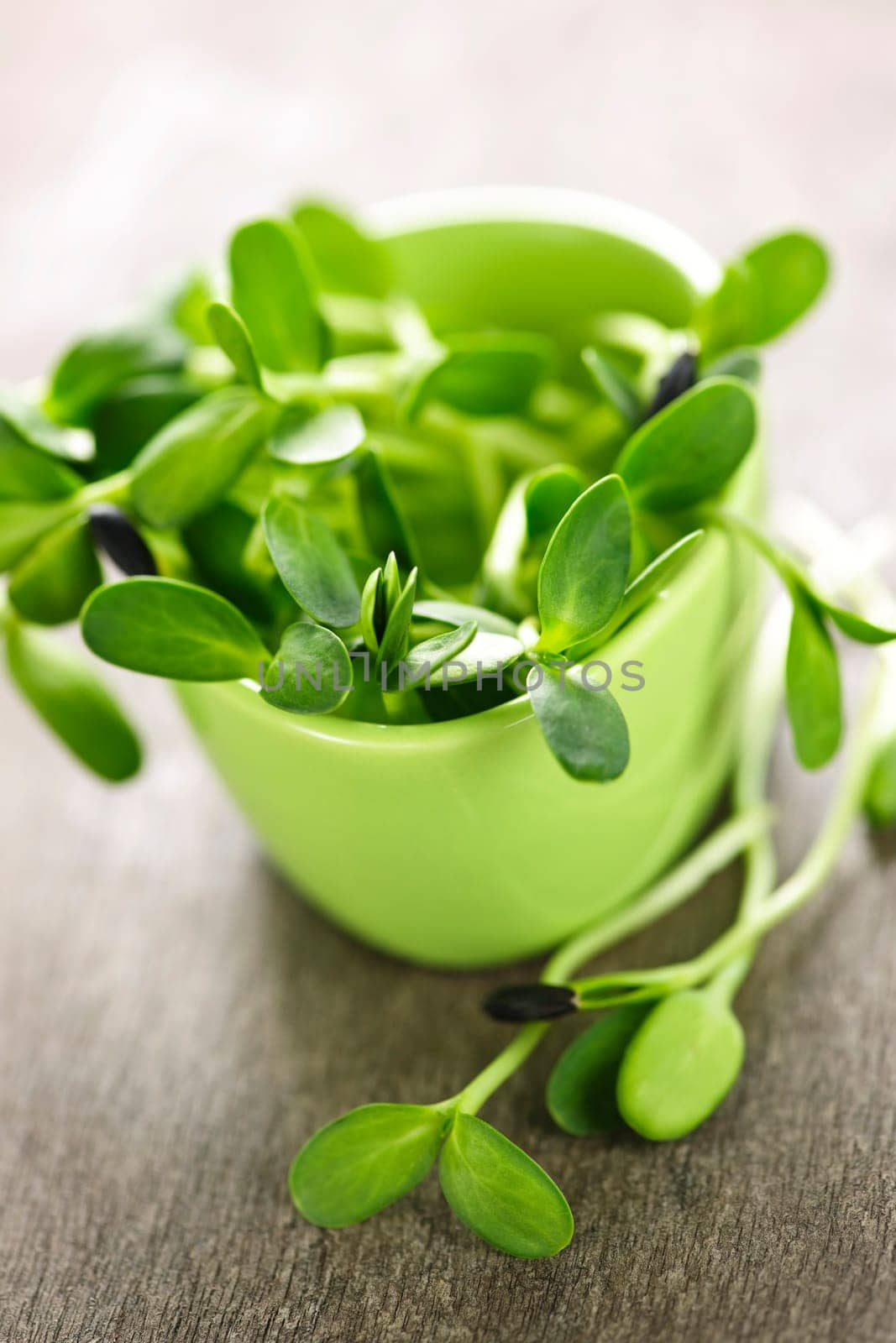 Organic green young sunflower sprouts in a cup