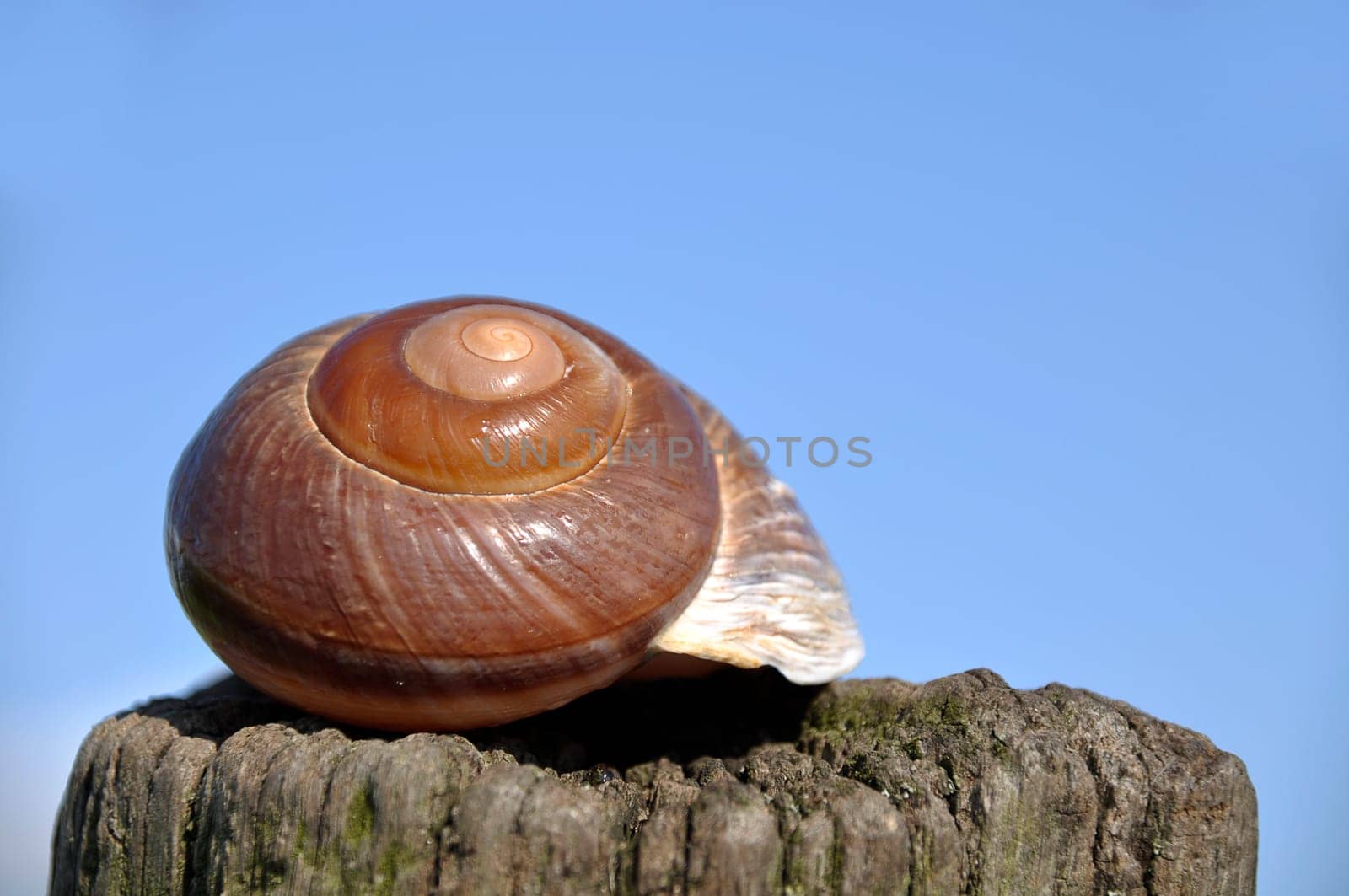 Snail-shell