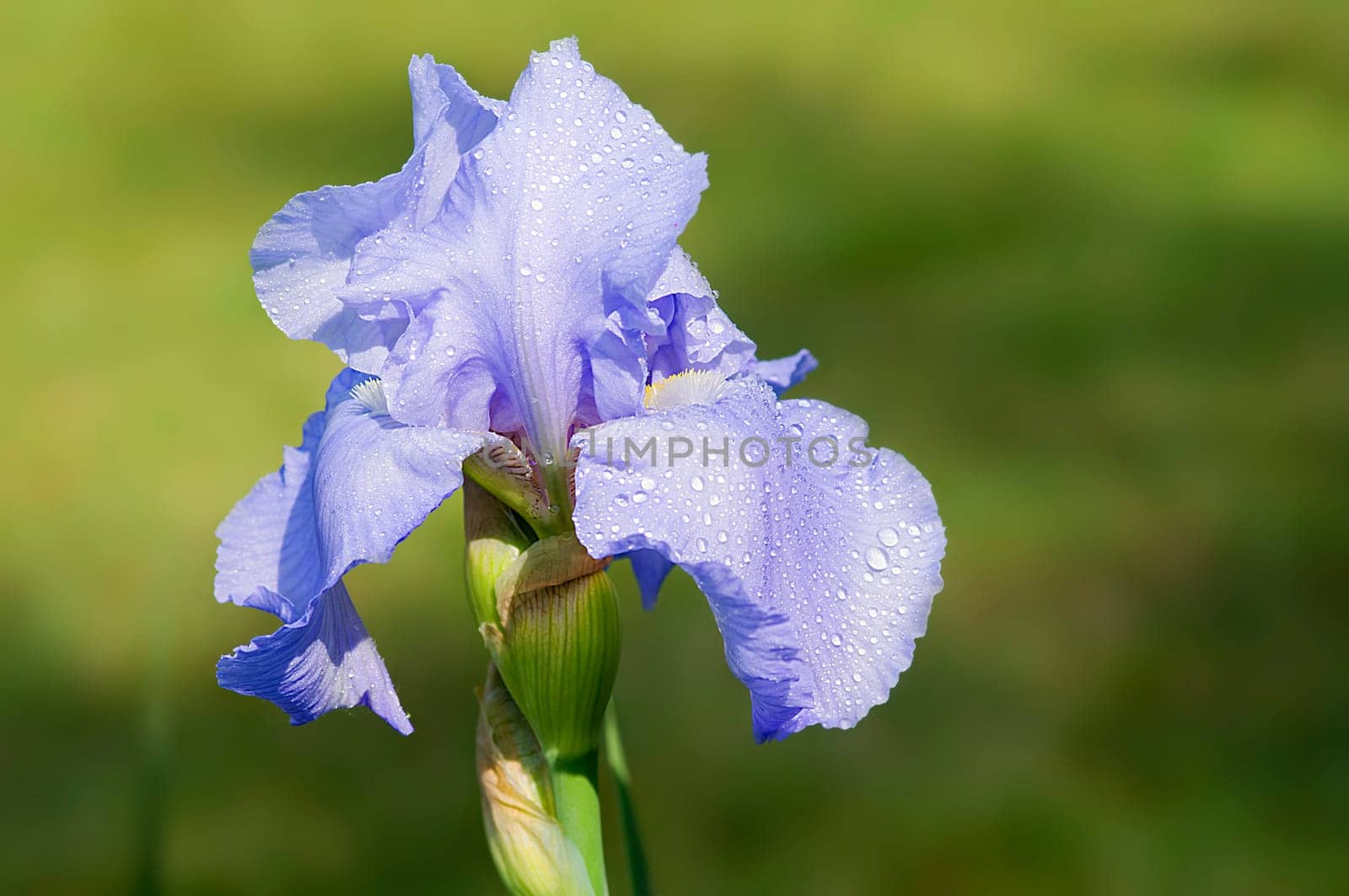 Blue Linen