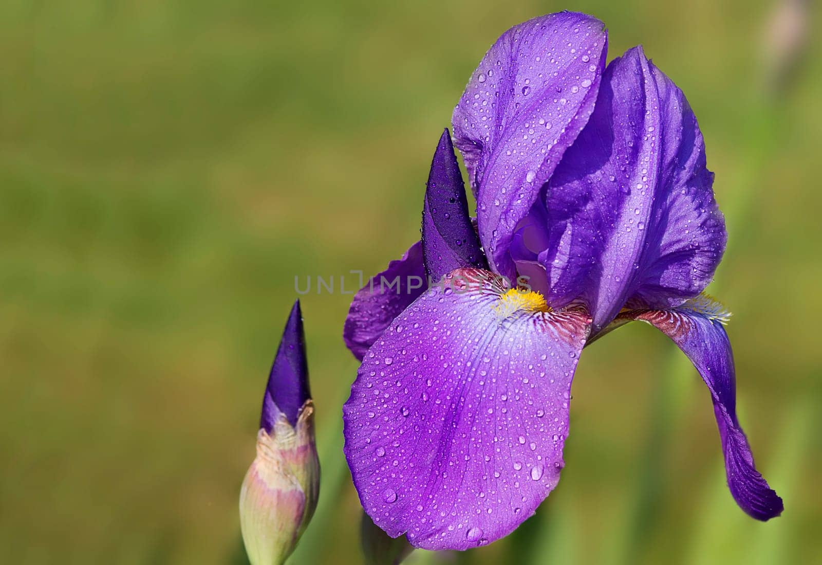 Iris in purple