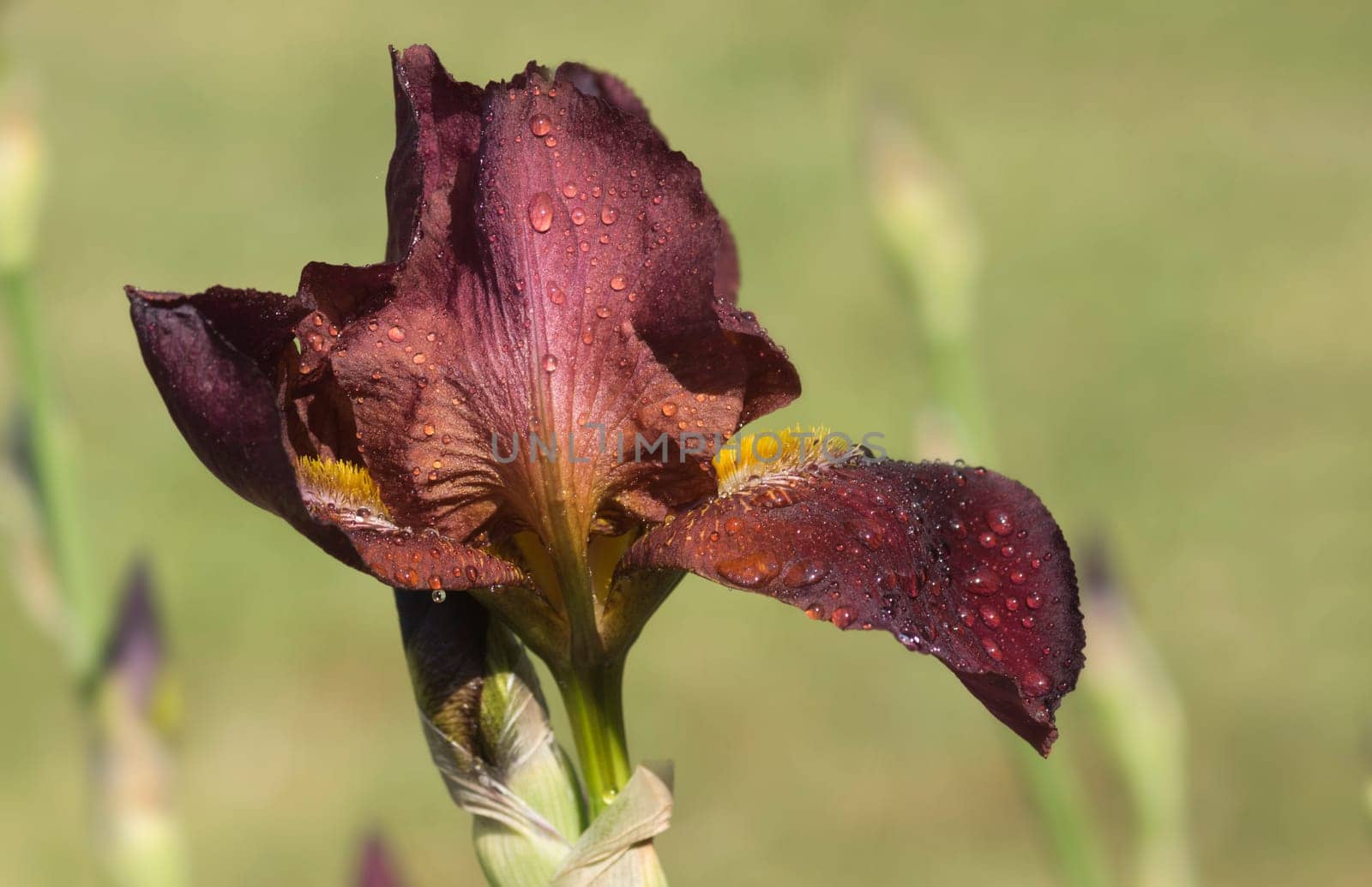 Elizabethan Red