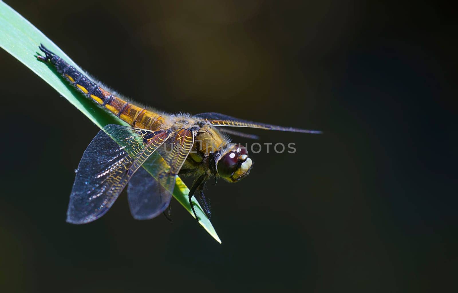 spitzfleck libelle im scheinwerferlicht