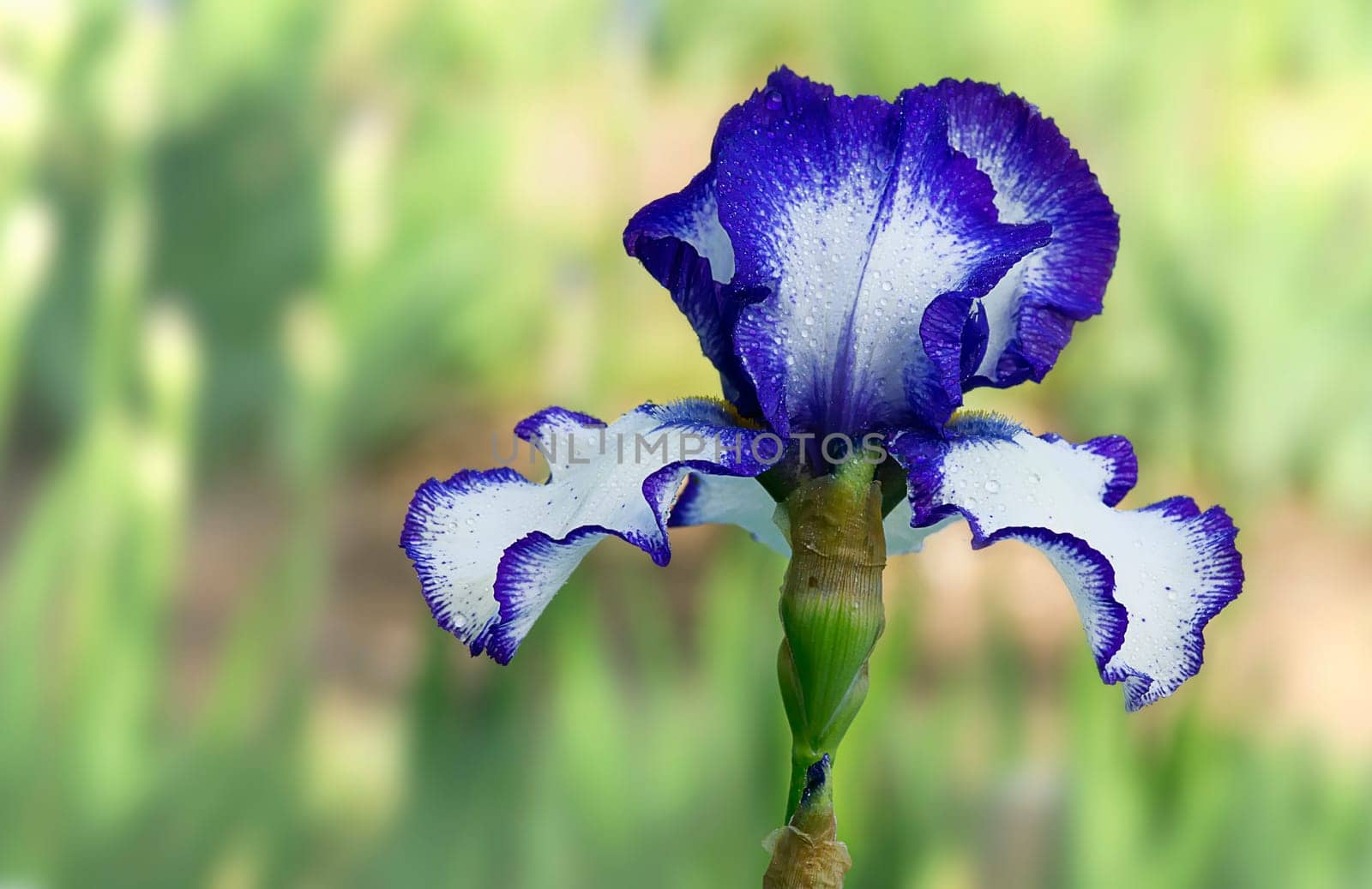Blue Fantasy