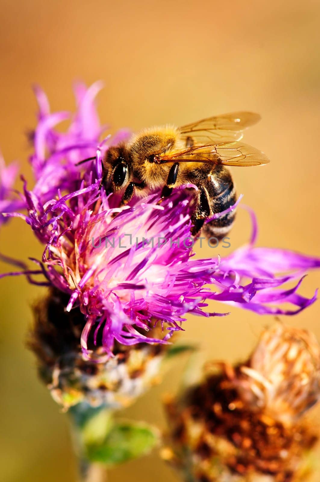 Close up of honey bee on knapweed flower