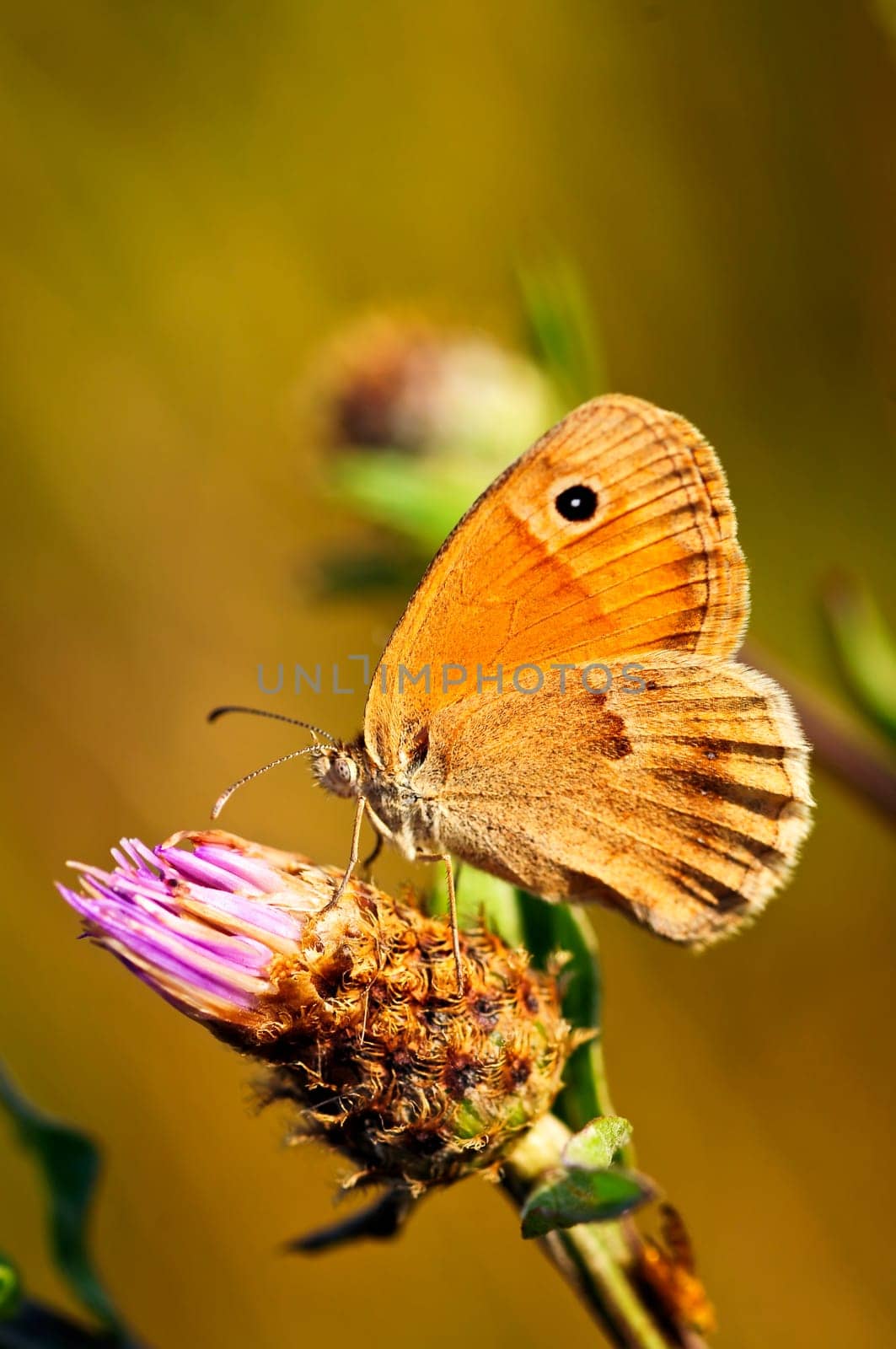 Close up of meadow brown butterfly on knapweed flower