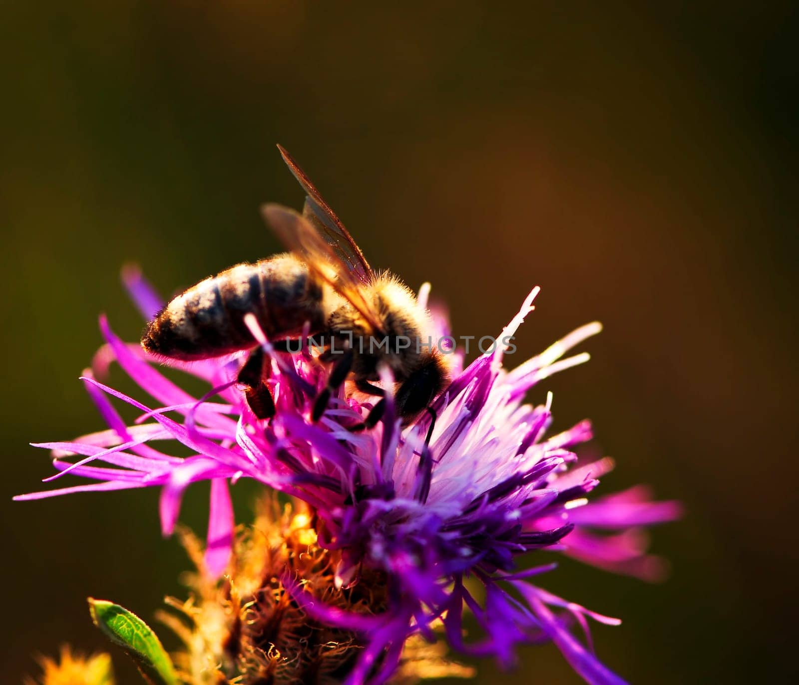 Close up of honey bee on knapweed flower