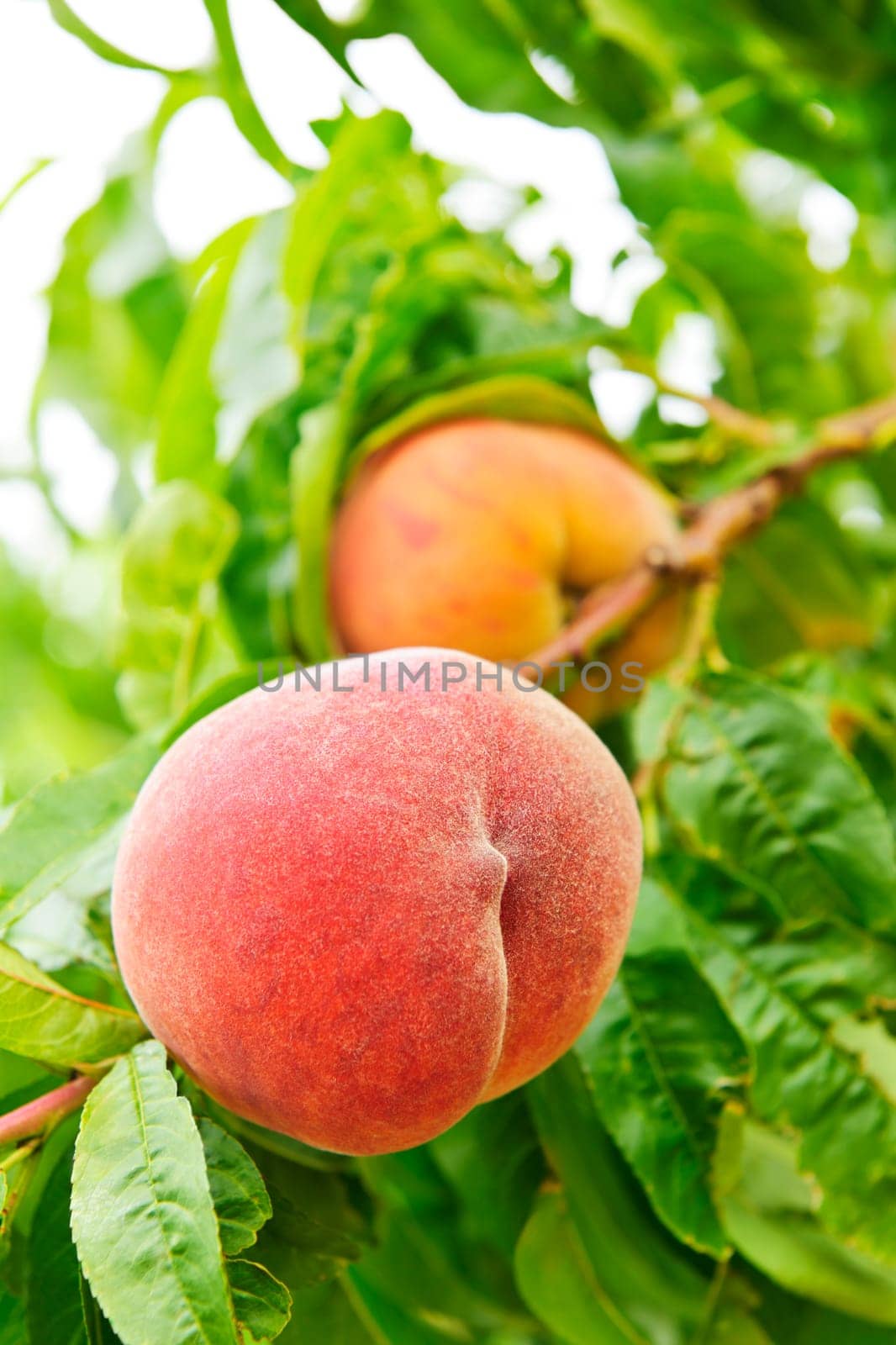 Ripe peaches ready to pick on tree branches