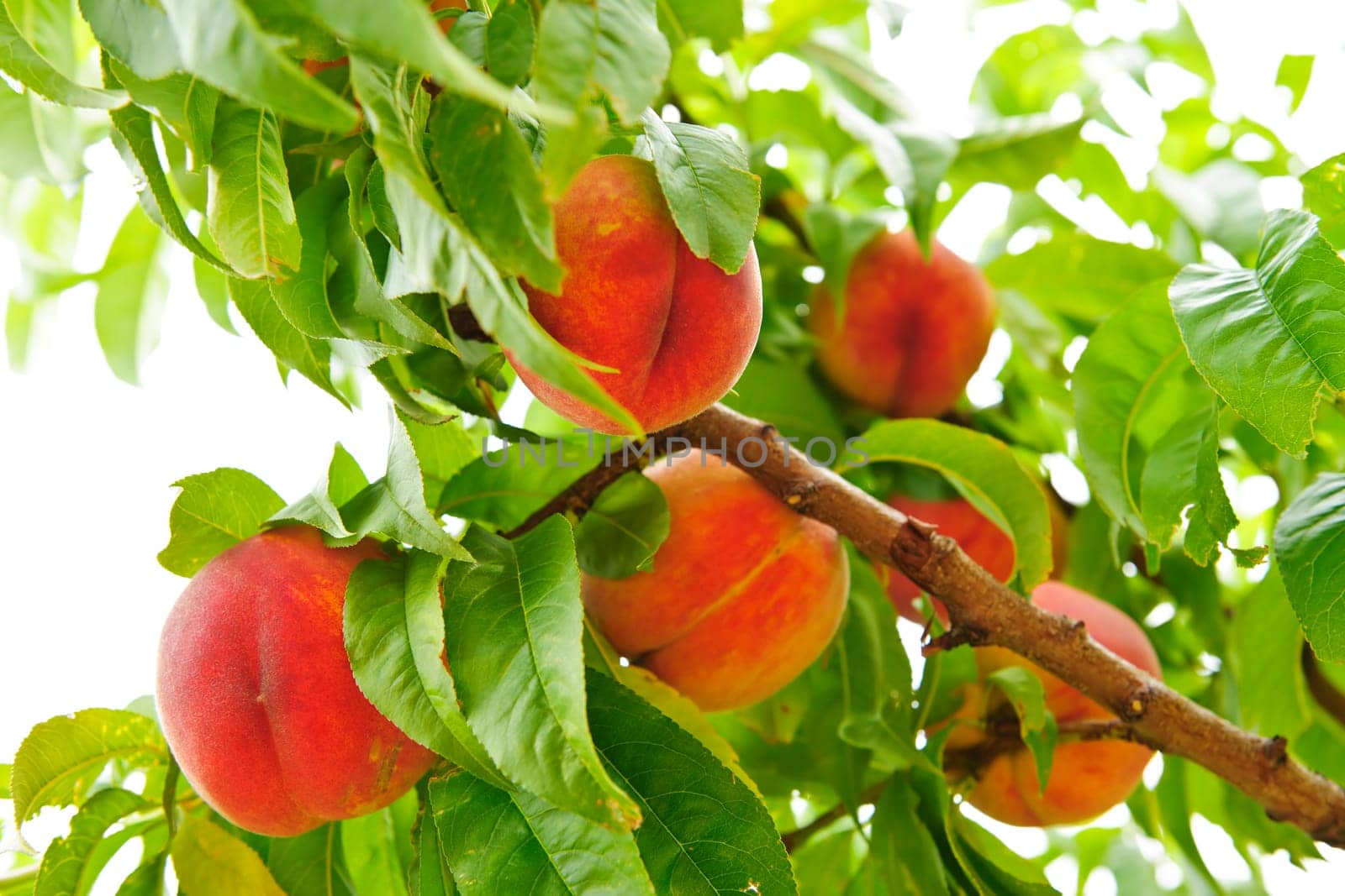Ripe peaches ready to pick on tree branches