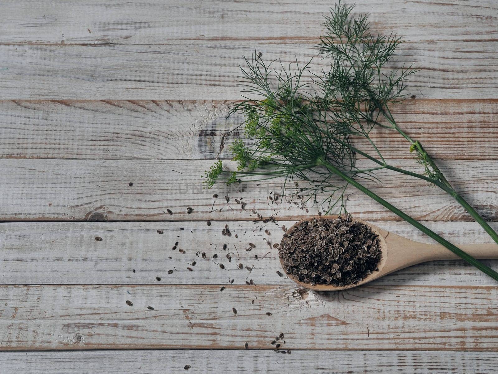 Wooden spoon with raw organic dill seeds with a green sprig of dill on a wooden table.
