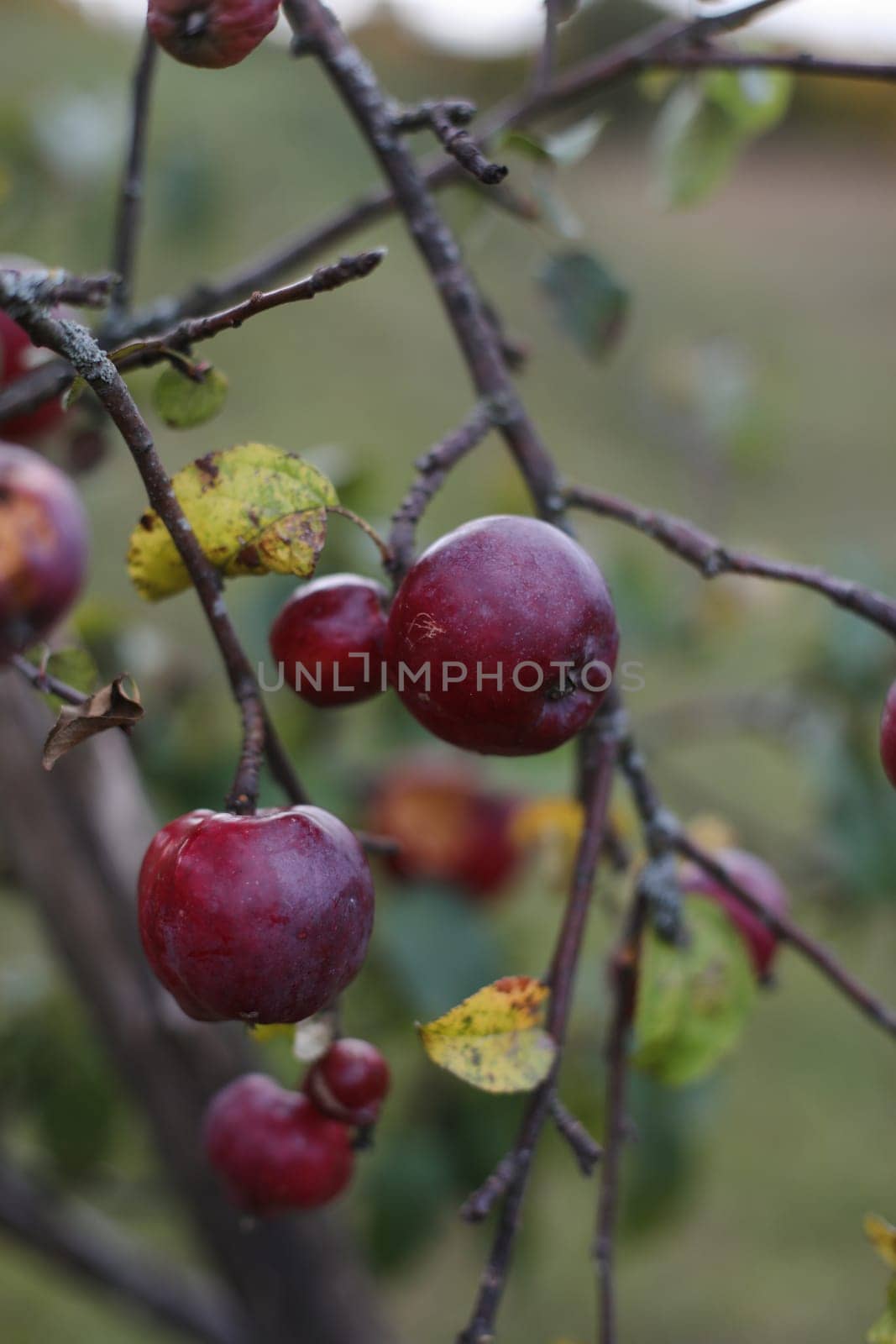 Big red delicious apple on a tree branch in the fruit garden at Fall Harvest. Autumn cloudy day, soft shadow.