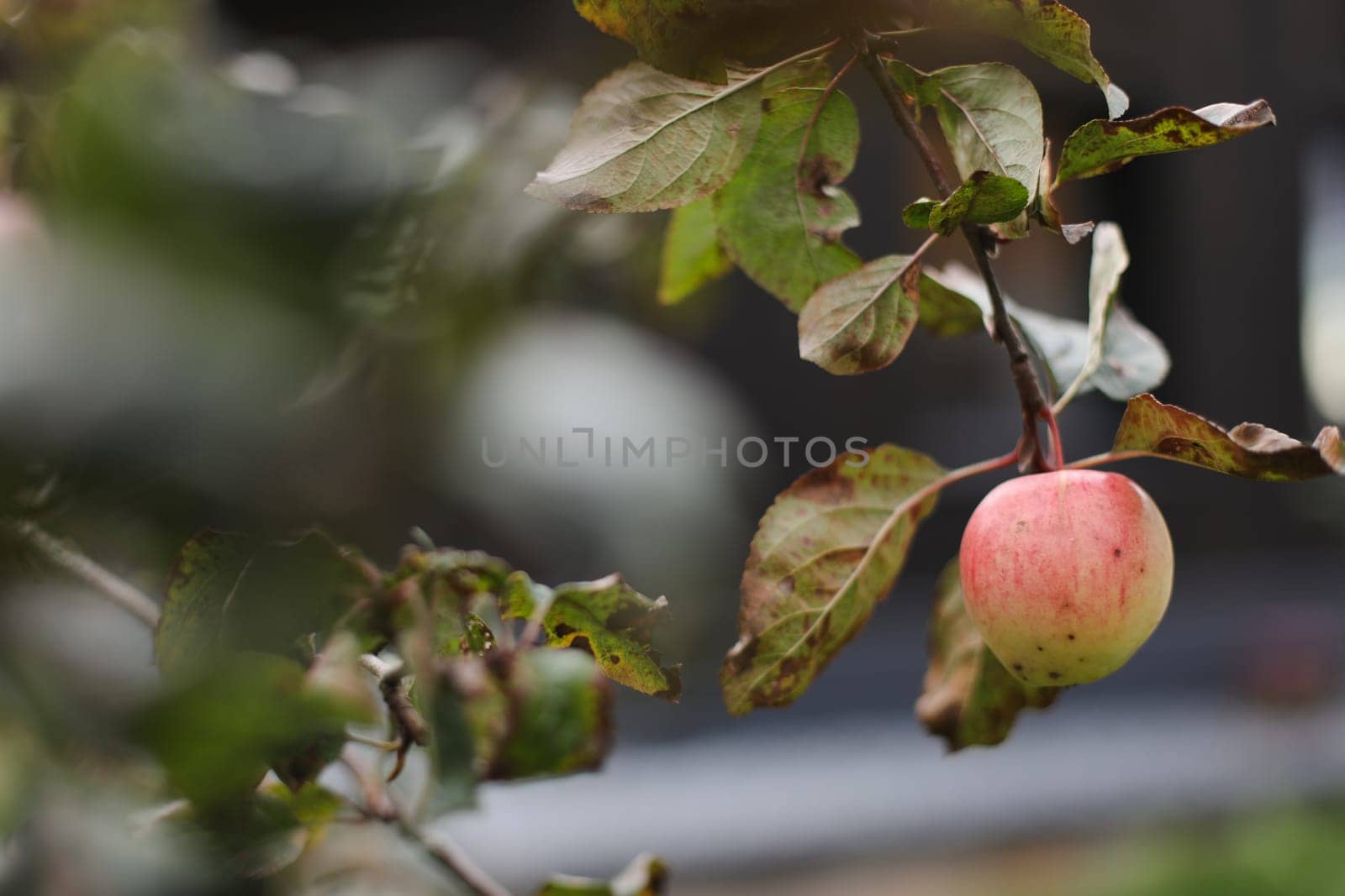 Apple hanging on the branch in the apple orchad during autum. Big red delicious apple on a tree branch in the fruit garden at Fall Harvest. Autumn cloudy day, soft shadow. by paralisart
