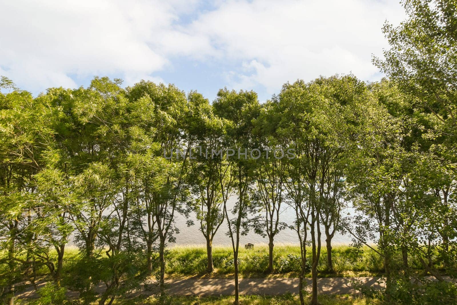 a row of trees in front of a field by casamedia