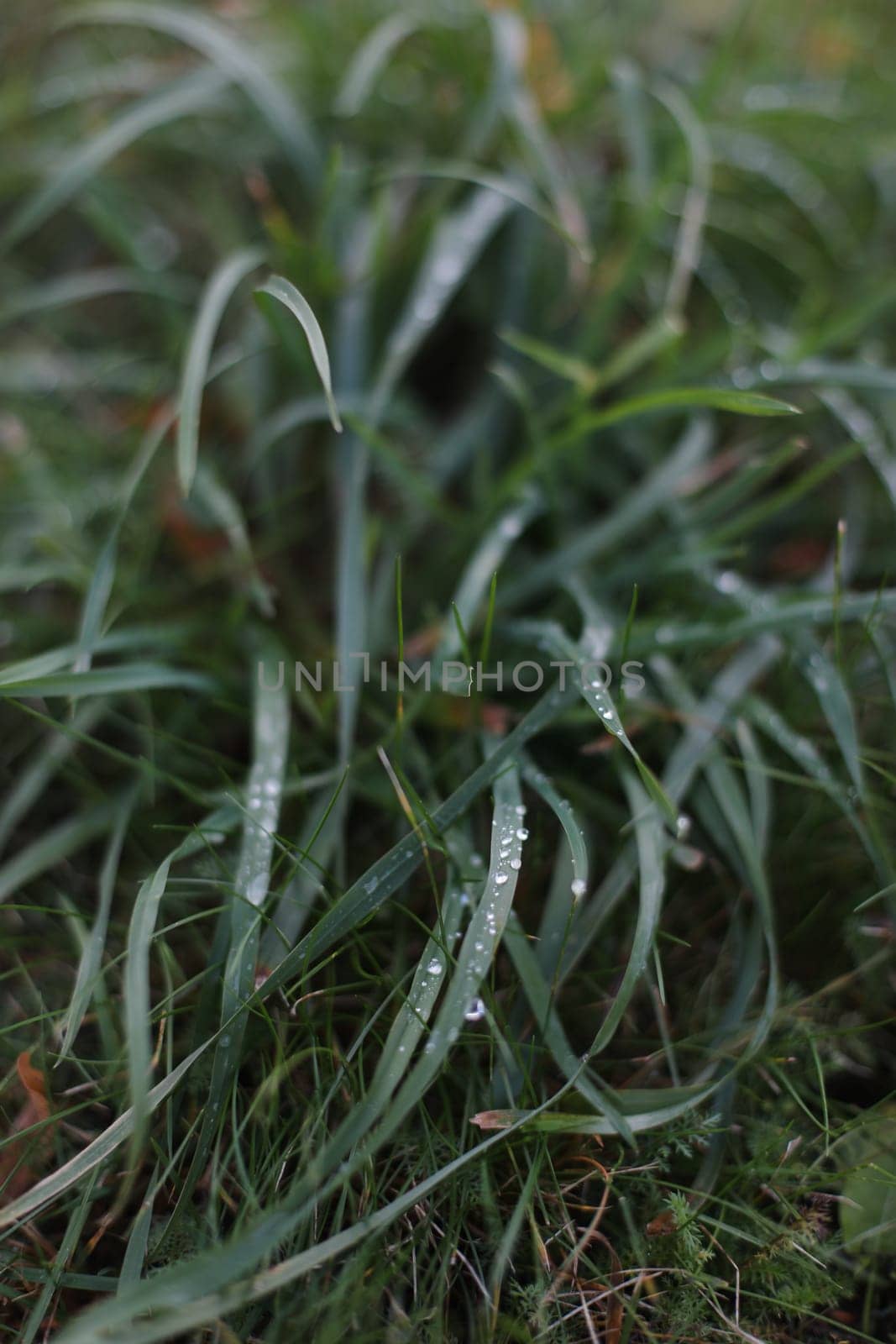 fresh green grass with water drops close up, green grass with dewdrop after rain. Rain drops on green grass, natural texture. Fresh morning dew on a autumn grass in early morning. Natural background. by paralisart