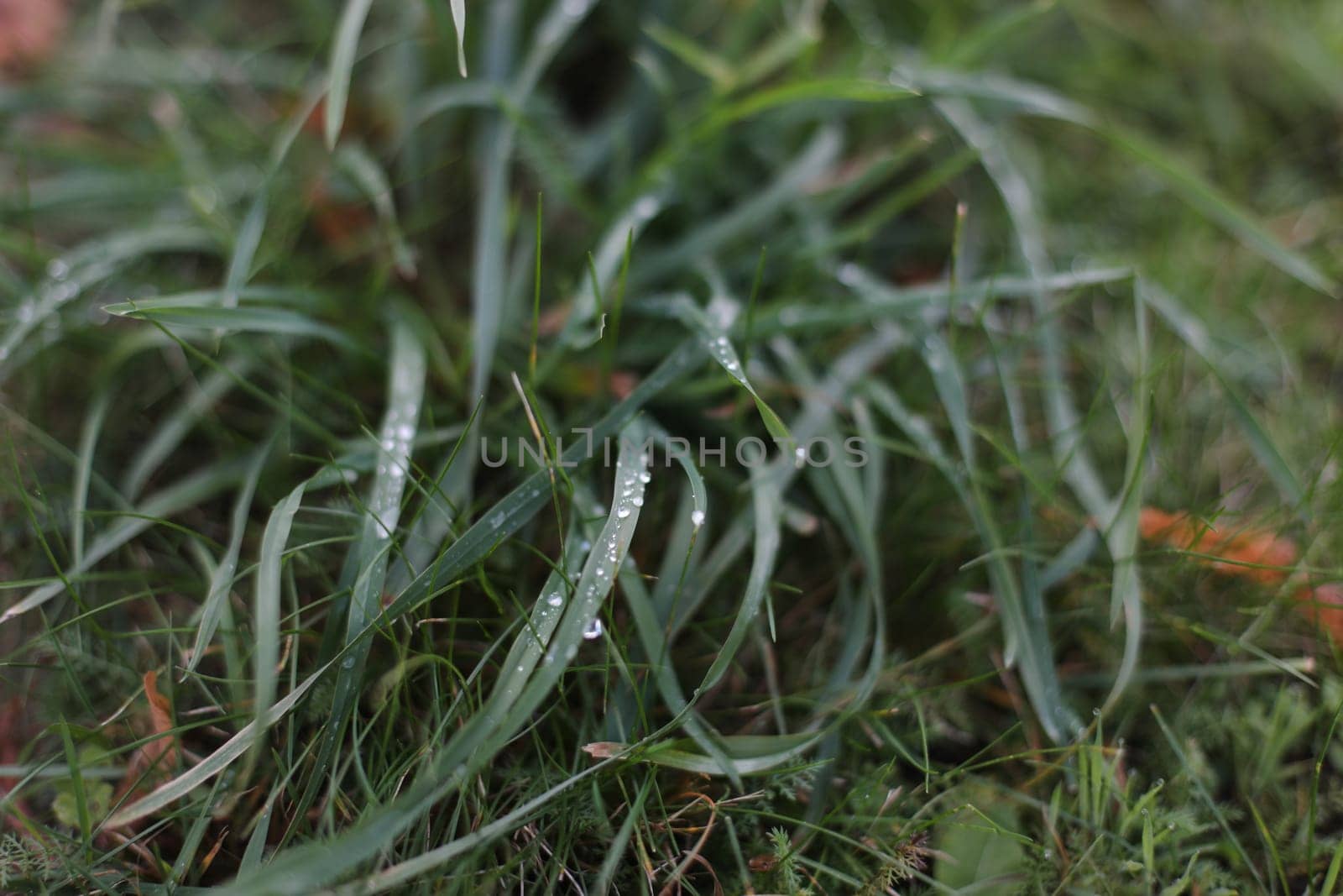fresh green grass with water drops close up, green grass with dewdrop after rain. Rain drops on green grass, natural texture. Fresh morning dew on a autumn grass in early morning. Natural background
