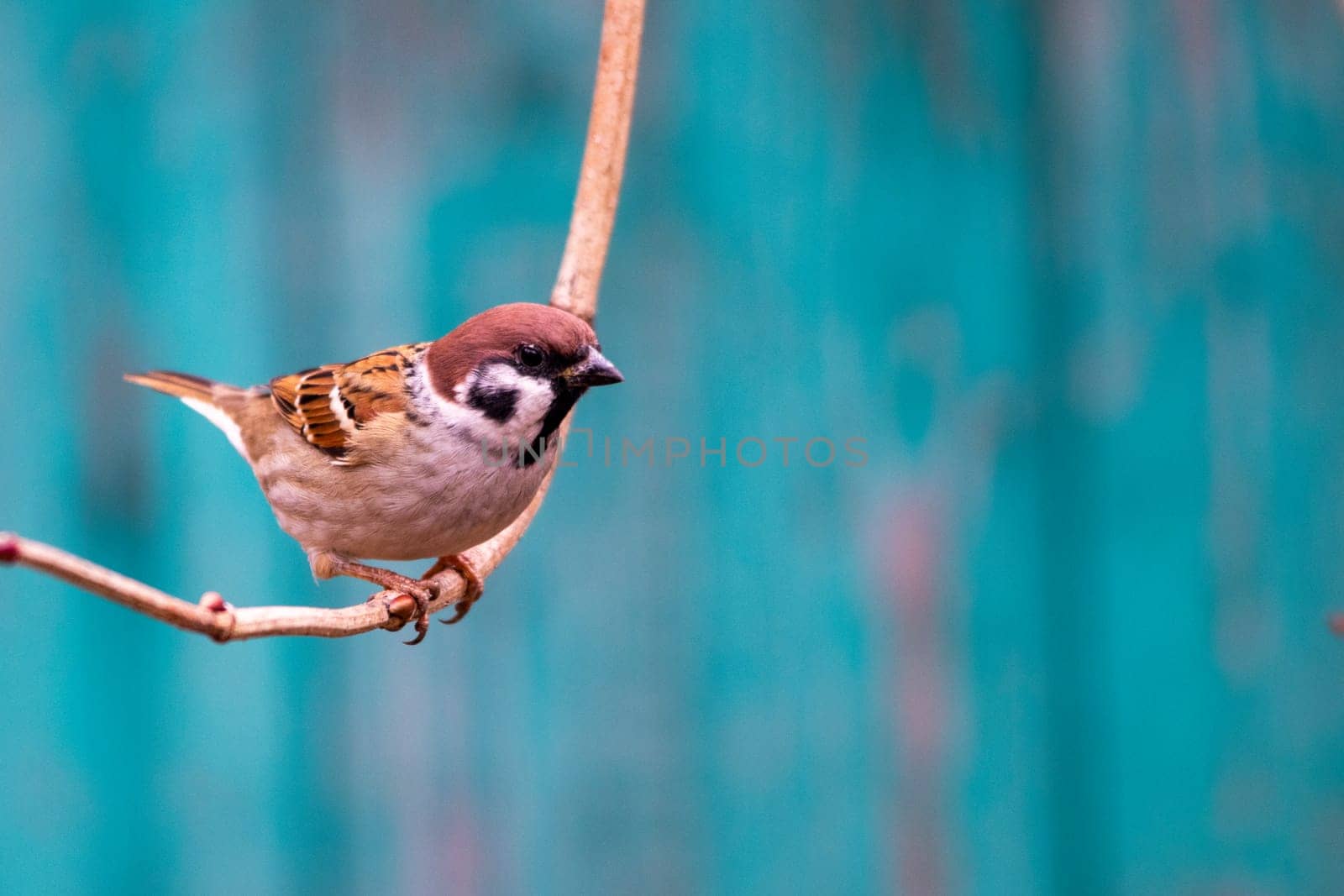 A sparrow bird sits on a tree branch. Sparrow songbird (passeridae family) sitting on a tree branch with close up photo of green background.