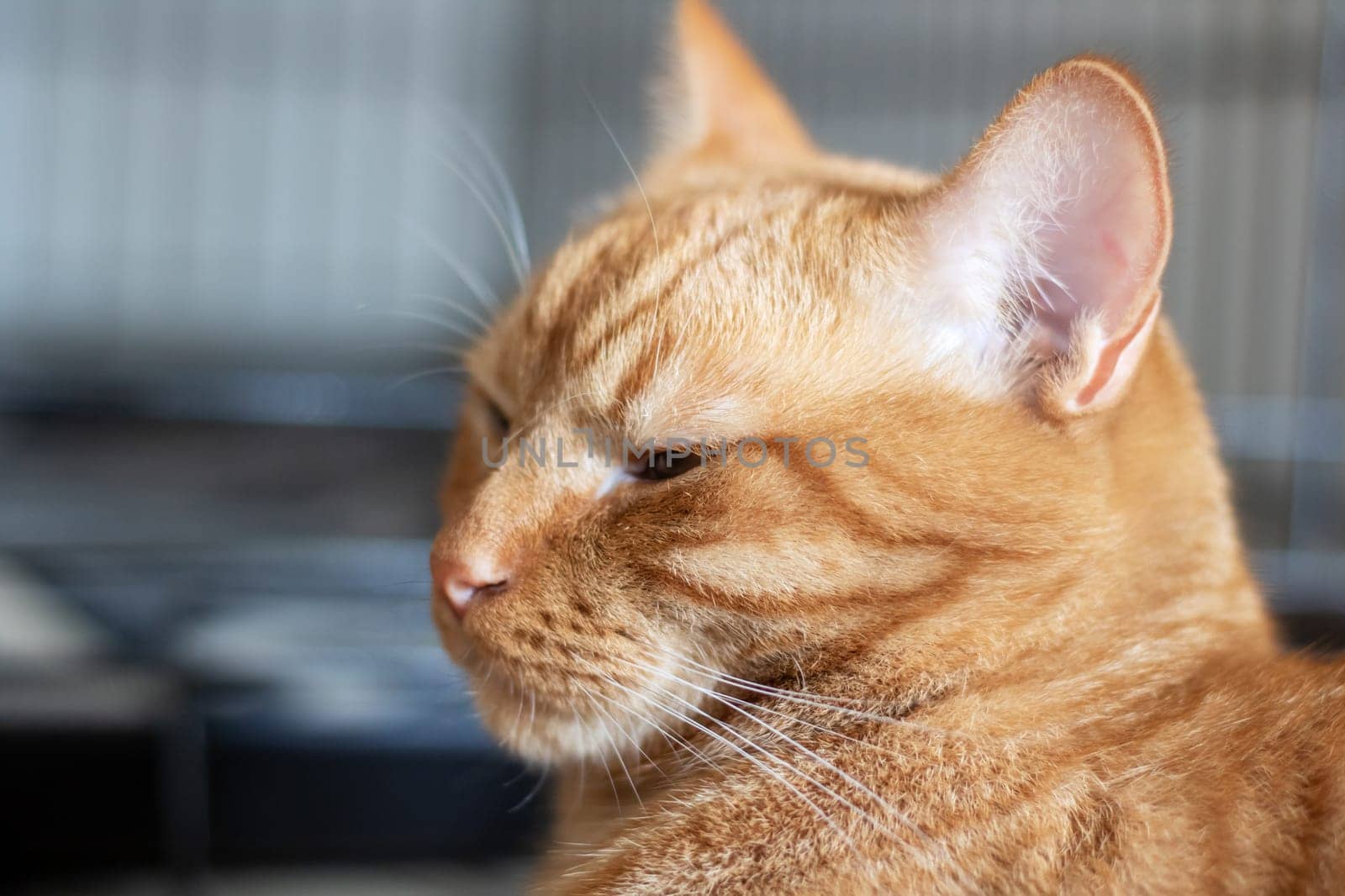 Domestic ginger cat at home portrait close up