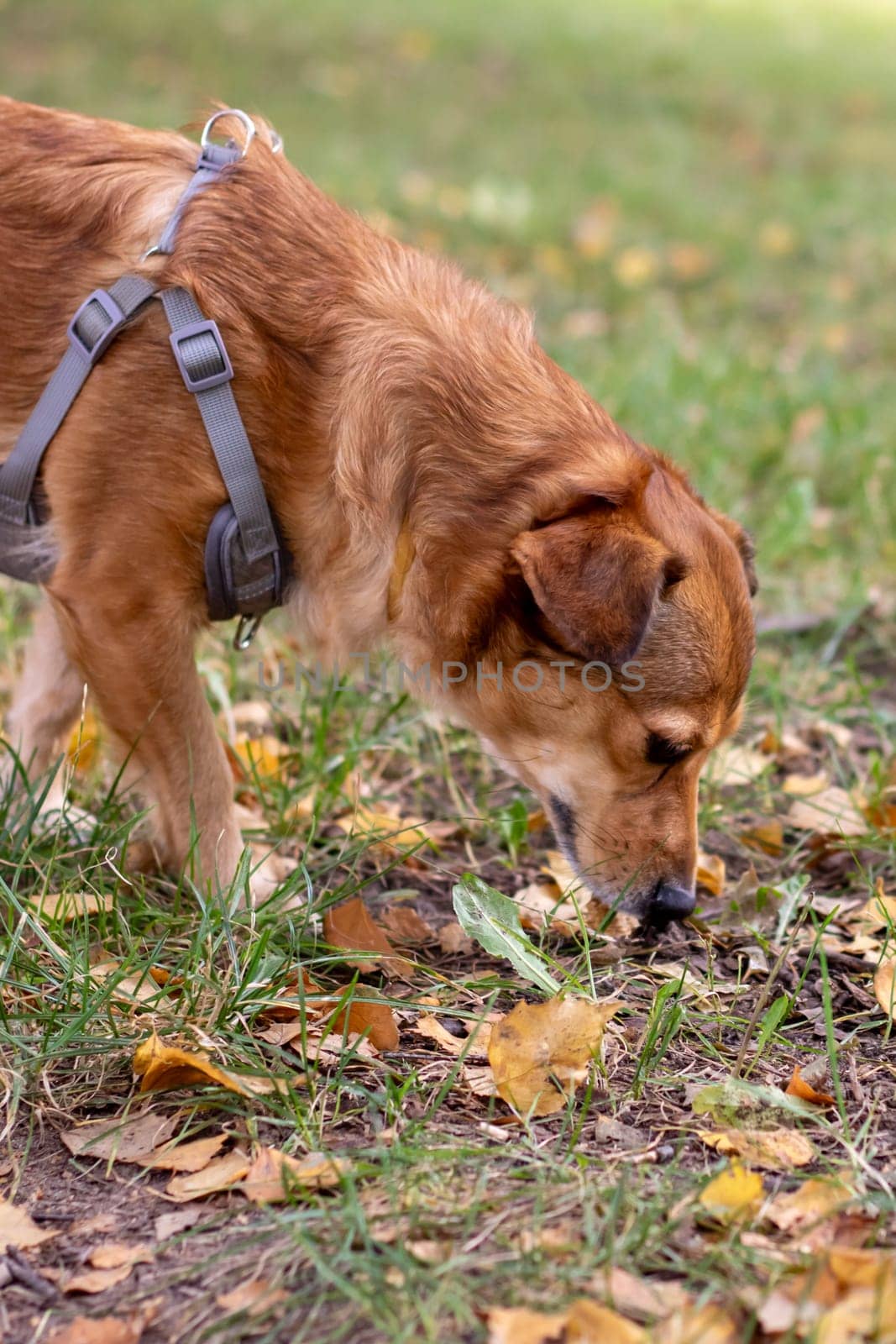 Ginger dog sniffing the ground close up by Vera1703