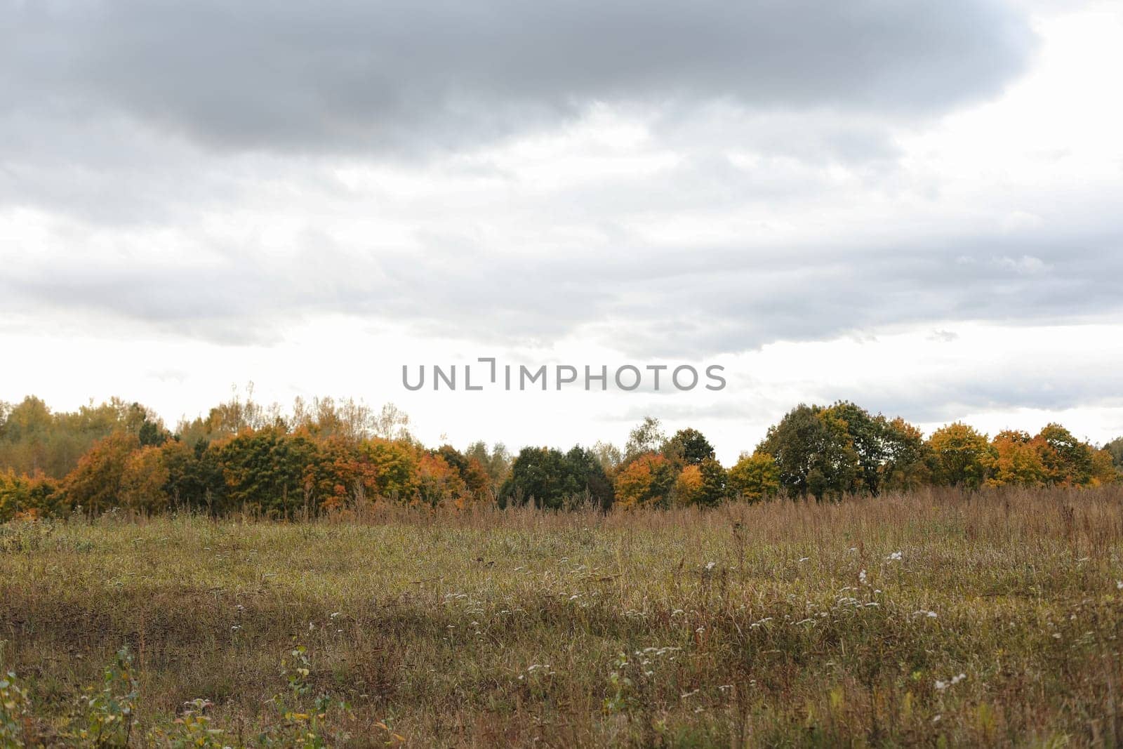 farmland, meadows and trees in autumn with golden brown leaves on the trees. scenic image of picturesque rural nature in countryside in autumn by paralisart