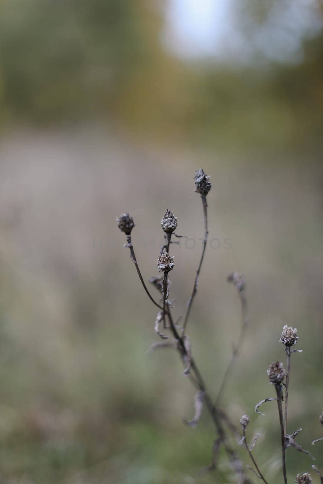 Close up of dry grass with thorns on blurred multicolored natural fall background. Autumn banner. Soft selective focus. by paralisart