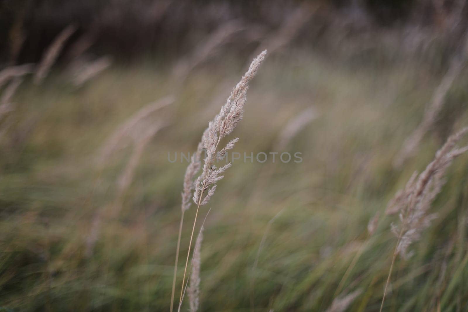 grass field on blurred bokeh background close up, ears on meadow soft focus macro, beautiful sunlight autumn lawn, fall season nature landscape, natural green grass texture, copy space.