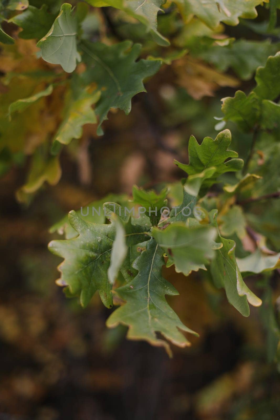 Oak branch with green leaves and acorns on a sunny day. Oak tree in autumn. Blurred leaf frame background. Closeup. by paralisart