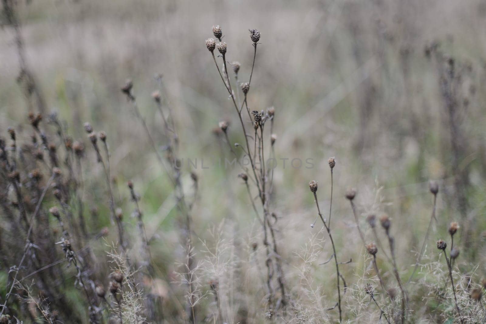 Close up of dry grass with thorns on blurred multicolored natural fall background. Autumn banner. Soft selective focus. by paralisart