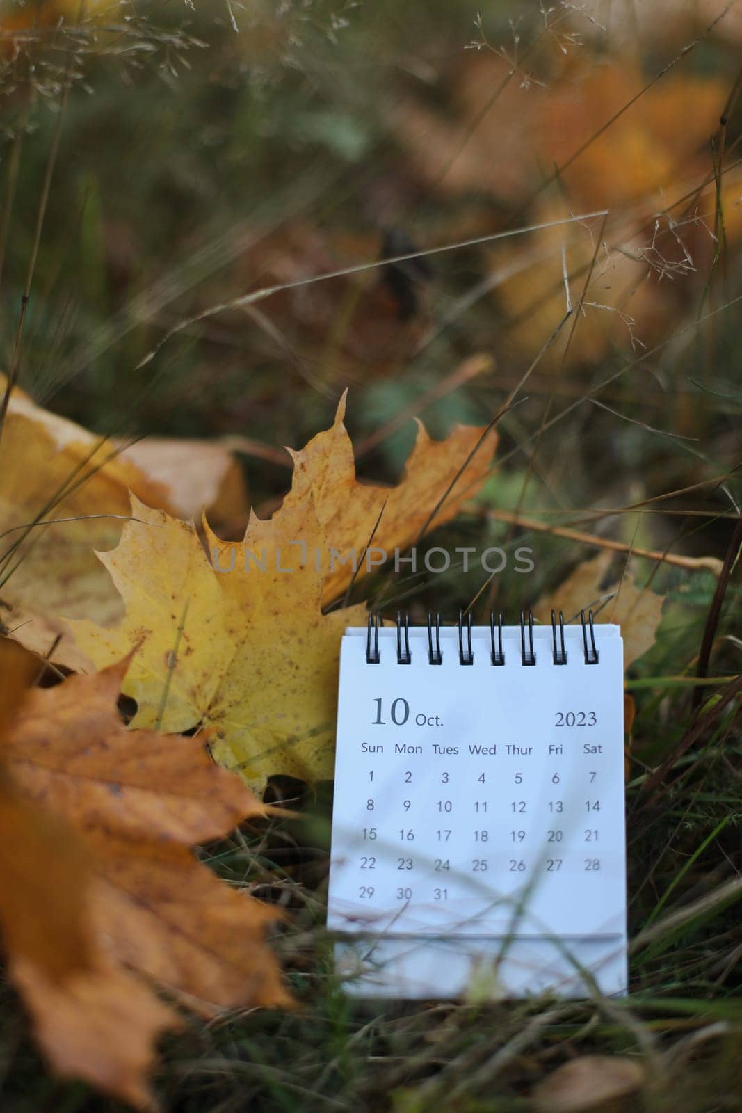 table calendar concept and copy space. October 2023 monthly calendar by maple leaves nature background by paralisart