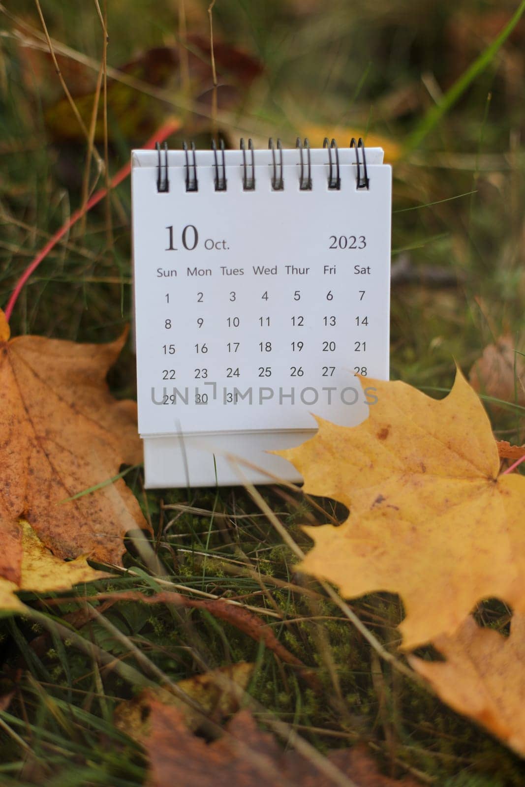 table calendar concept and copy space. October 2023 monthly calendar by maple leaves nature background by paralisart