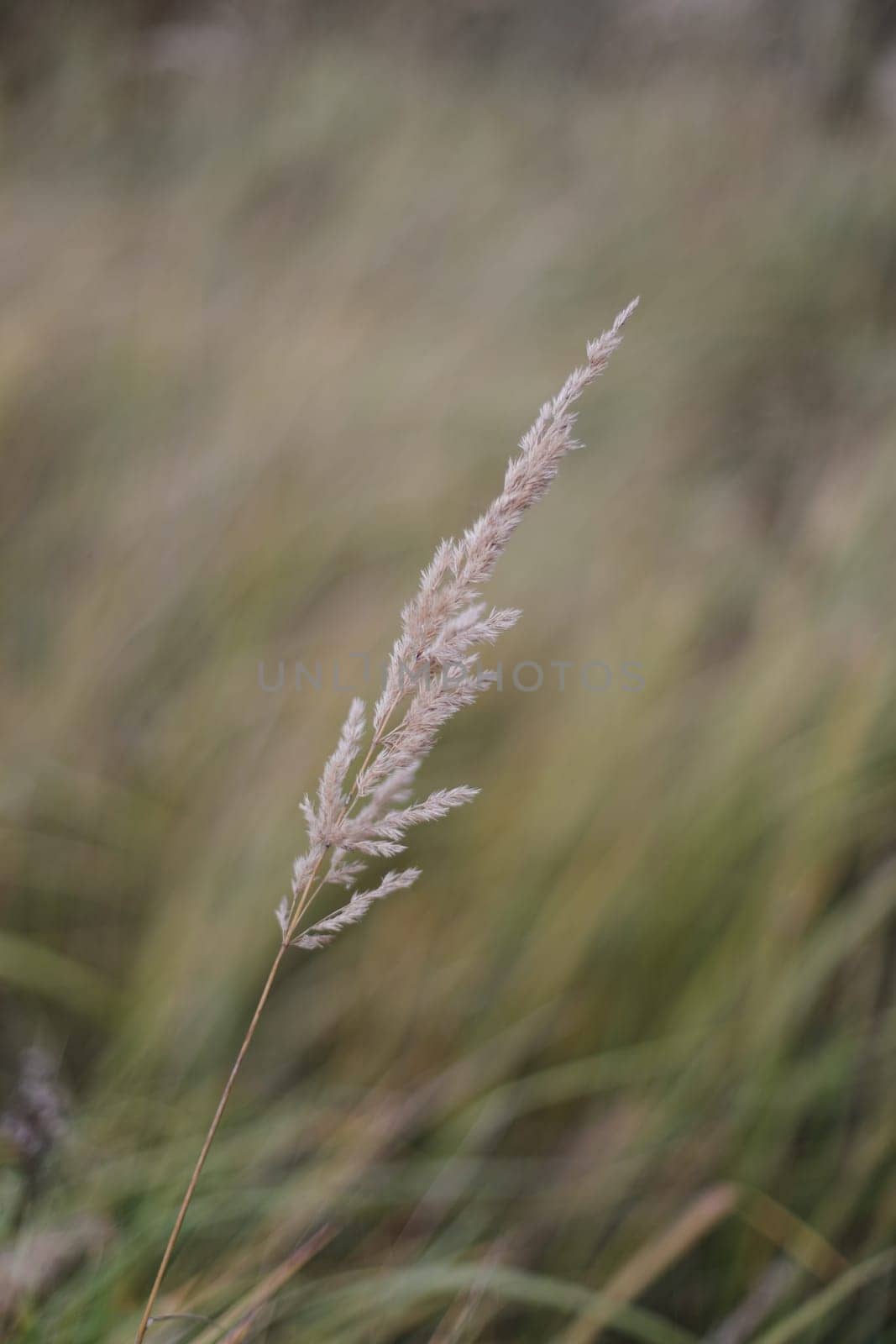 Green wheat field close up. Autumn countryside scenery. Beautiful nature landscape. Juicy fresh ears of young green wheat. Agriculture scene. Abstract blurred background by paralisart