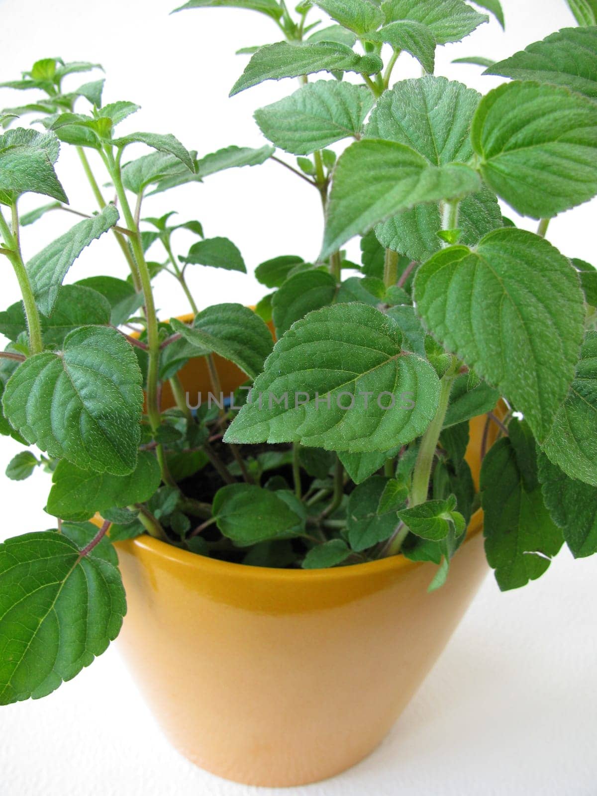 Herb pot with honeydew melon sage