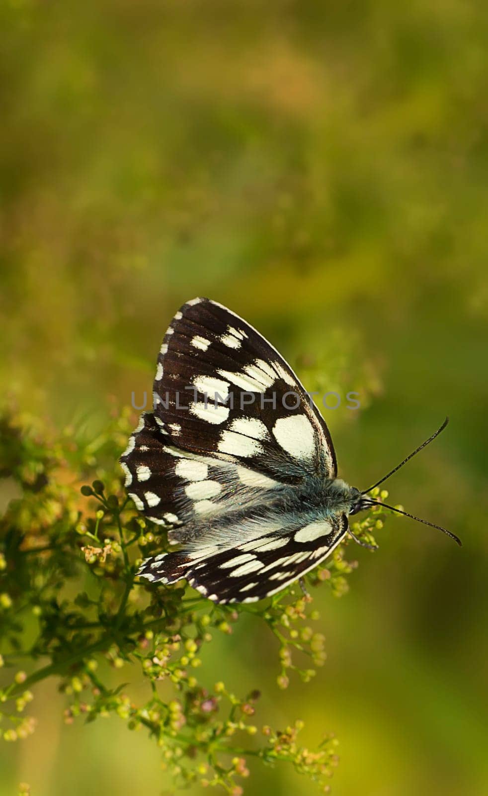 Checkerboard butterfly