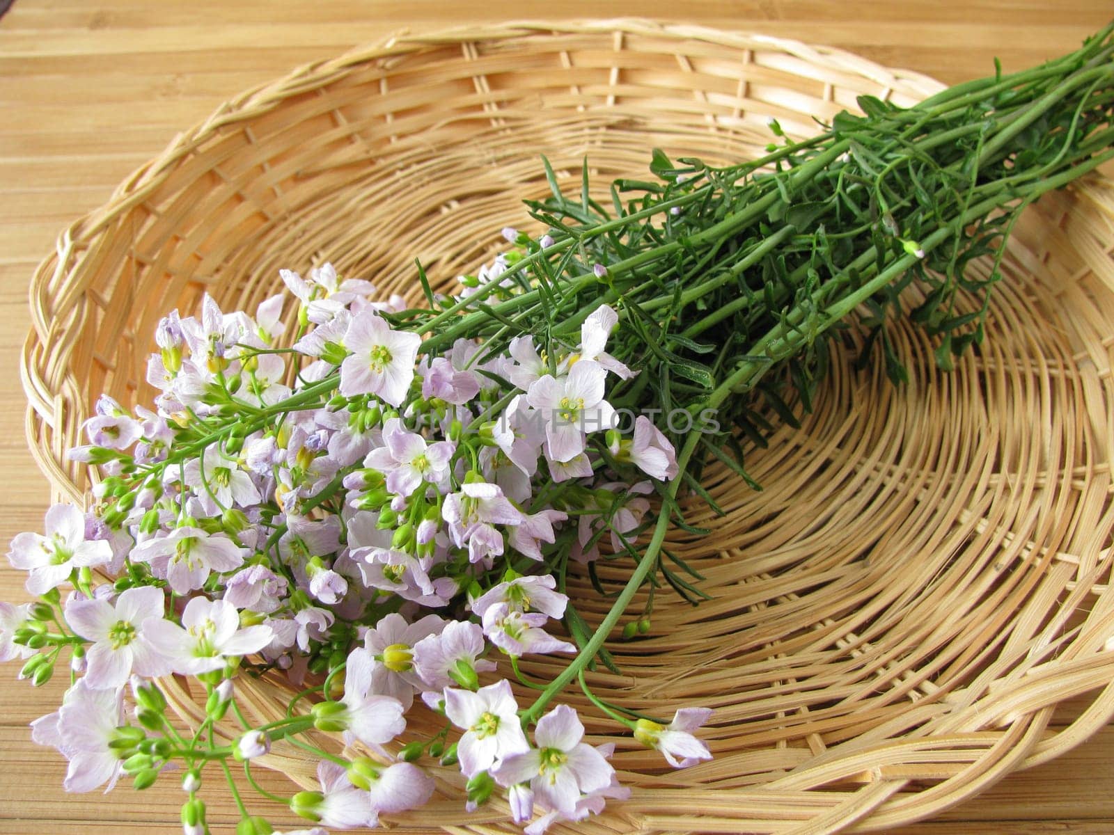 Meadowfoam in a basket
