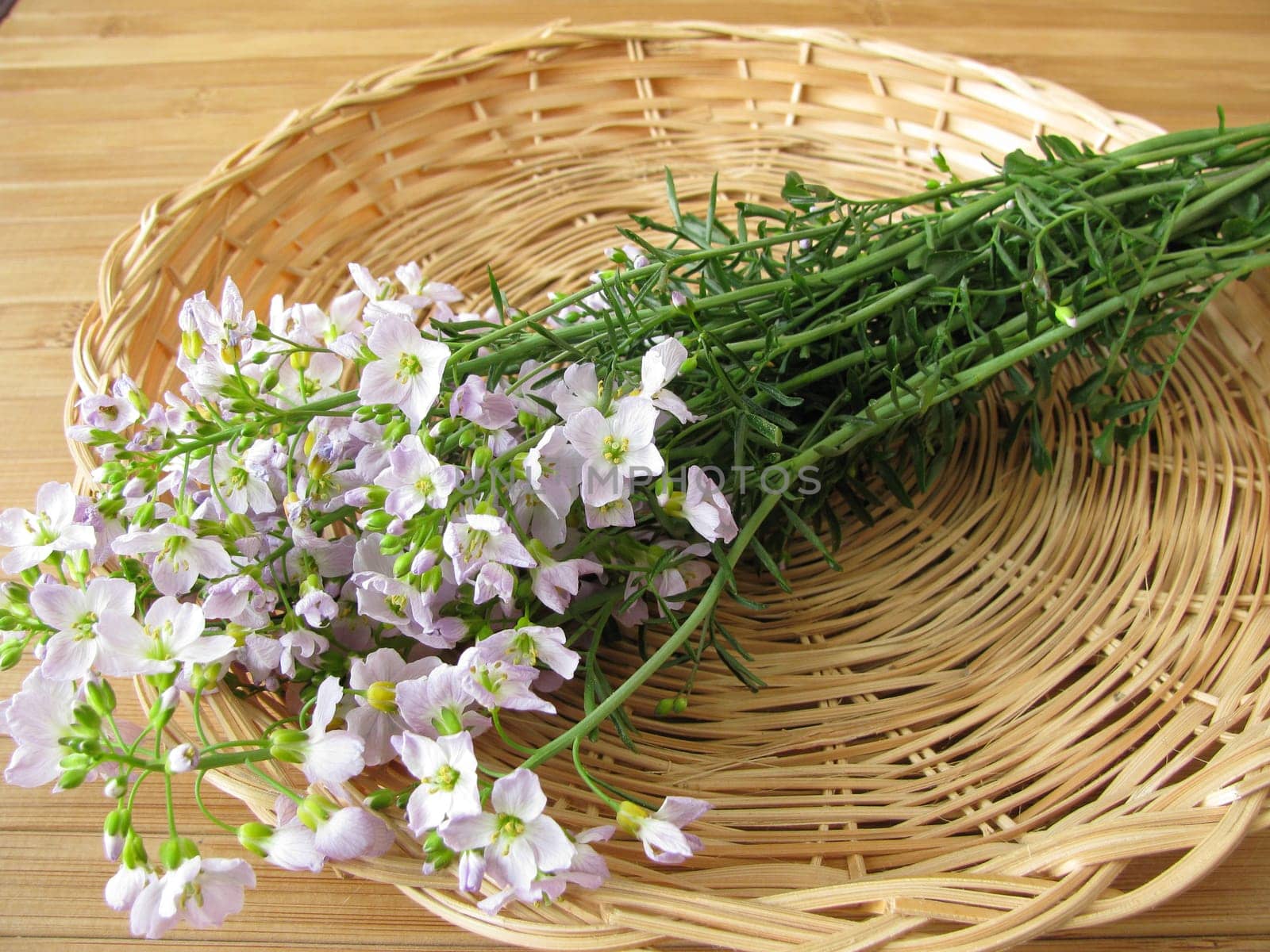 Meadowfoam in a basket