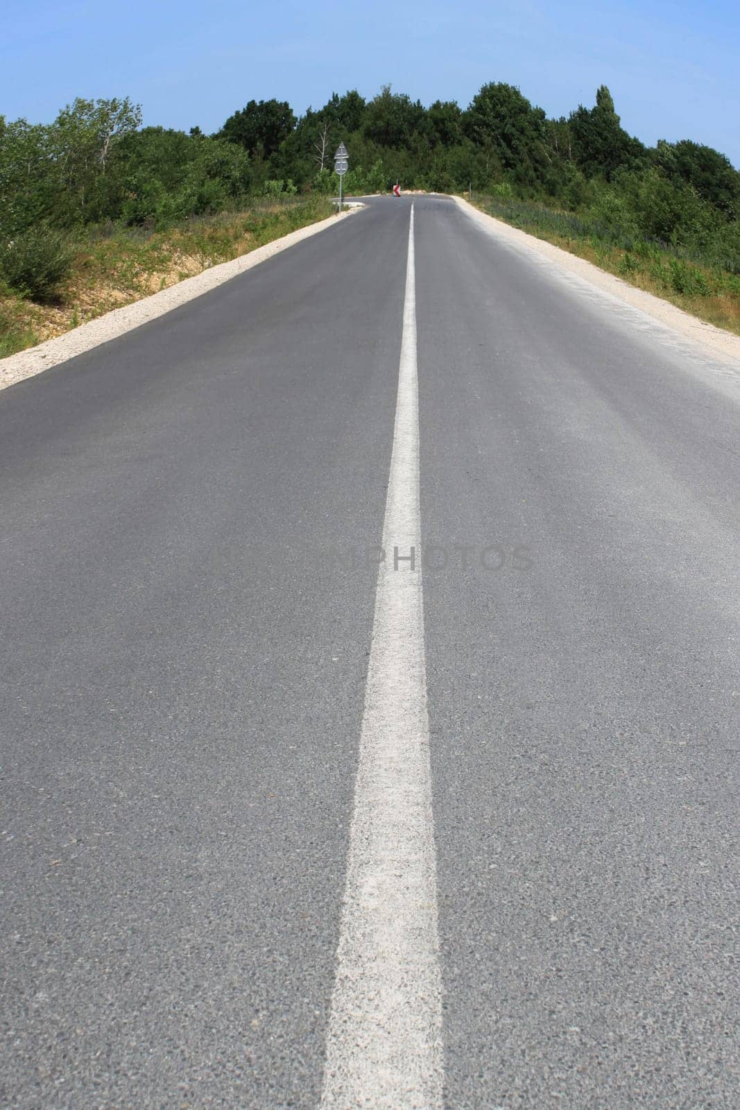 straight line in perspective of a road bordered by trees