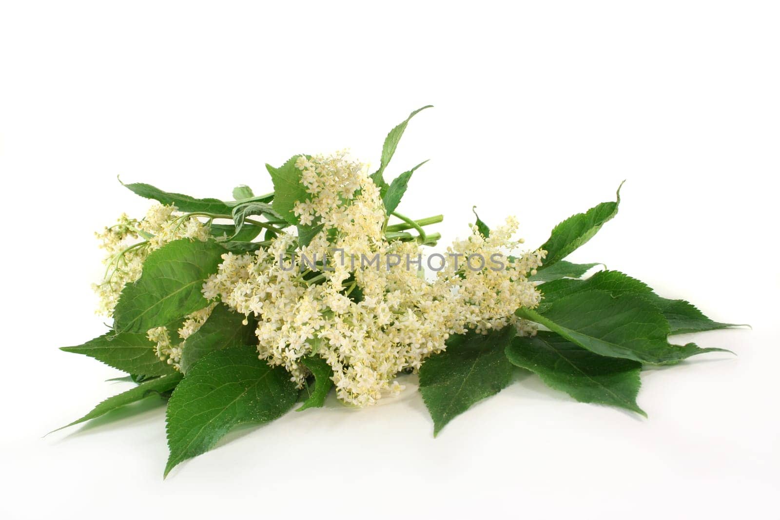 fresh elderflowers against a white background
