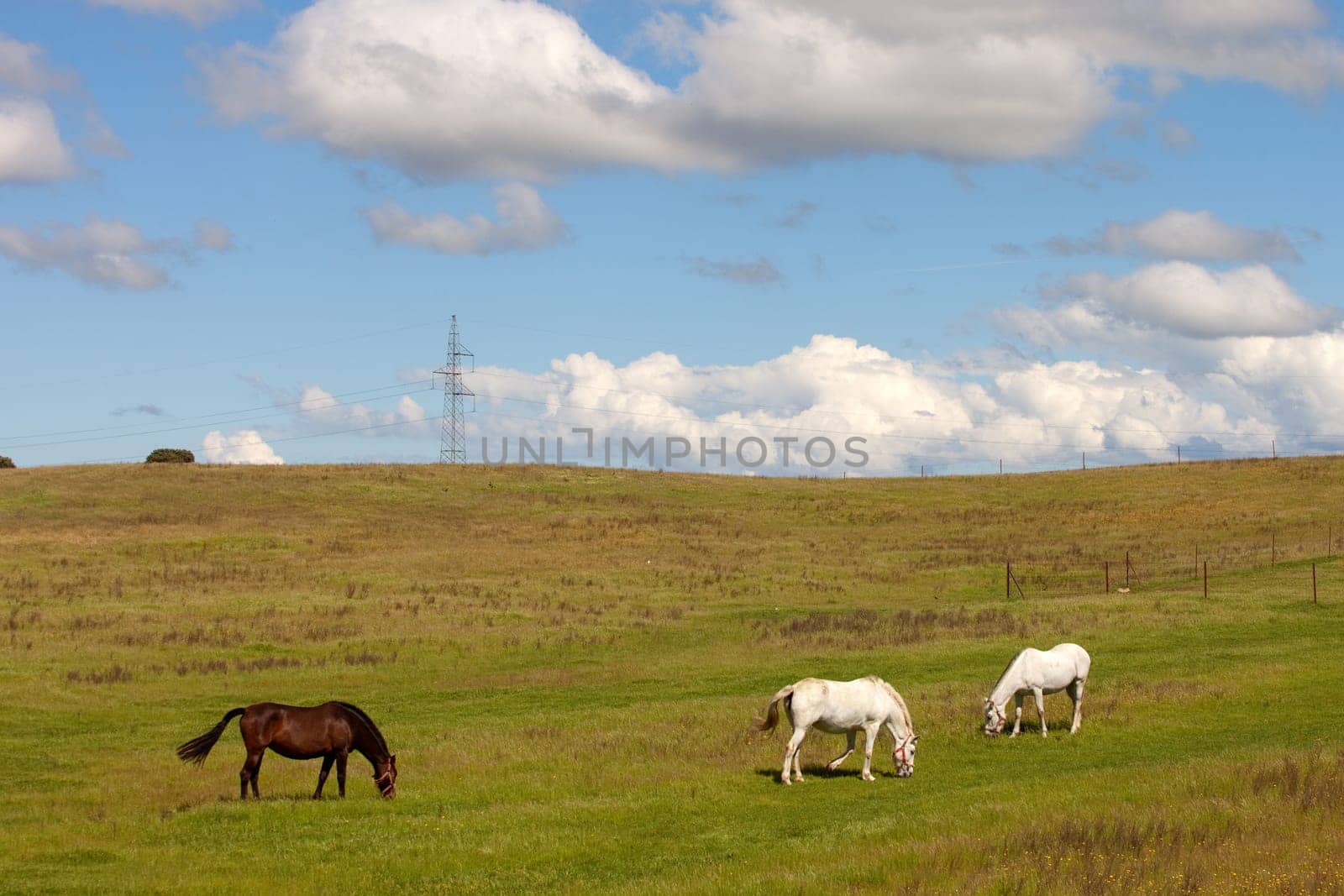 Three horses grazing in a meadow full of green grass