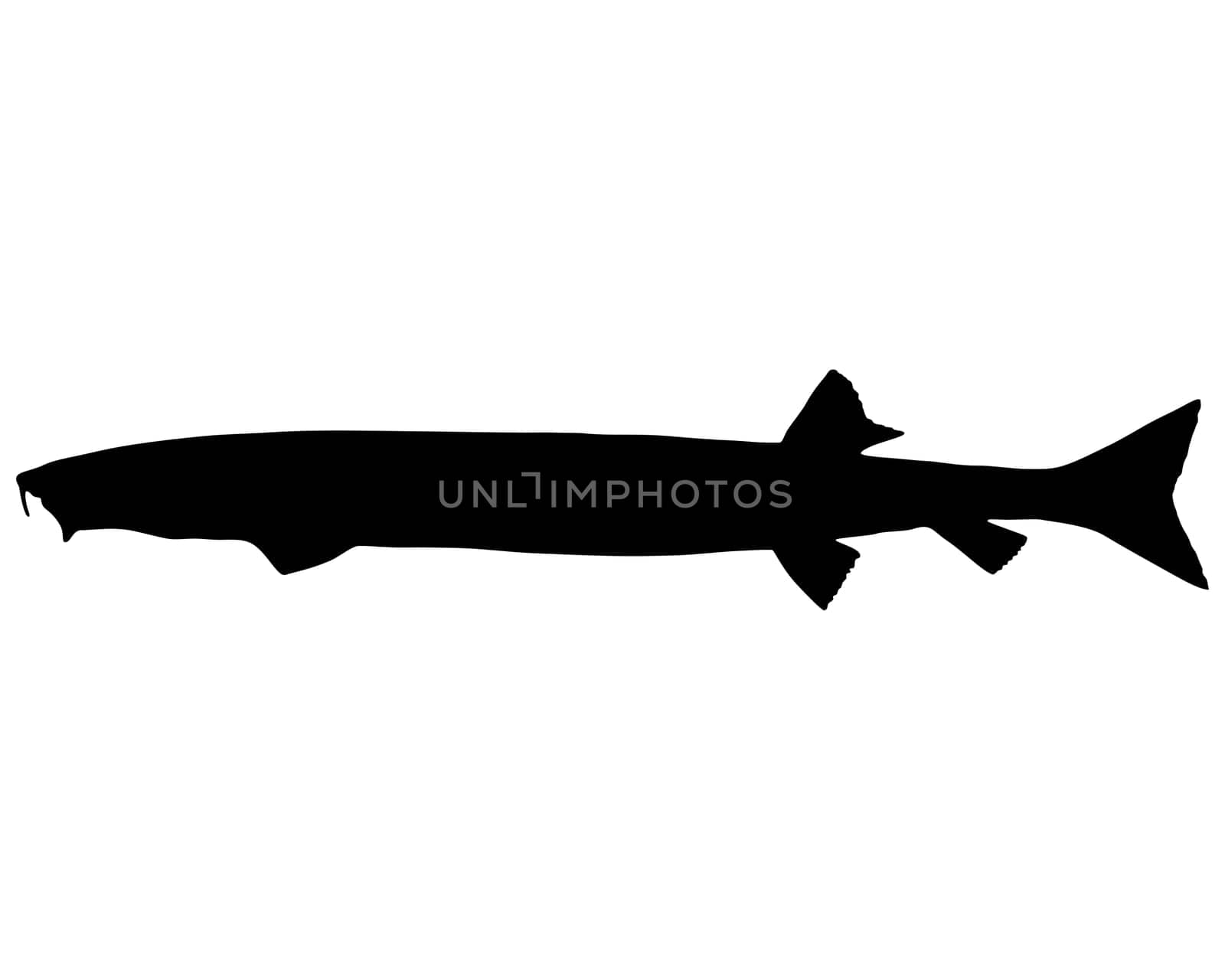 Sand Fish Silhouette