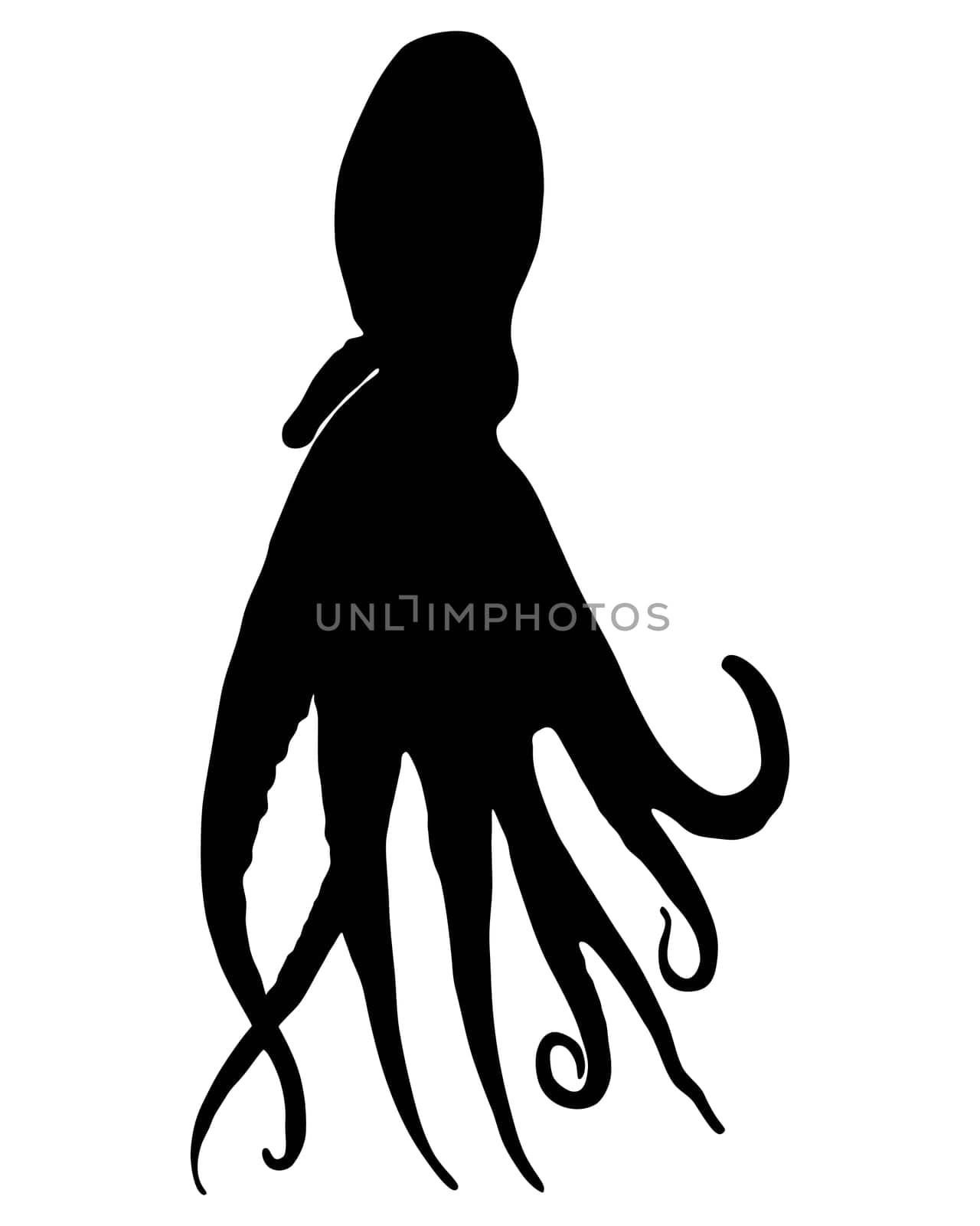Octopus Silhouette