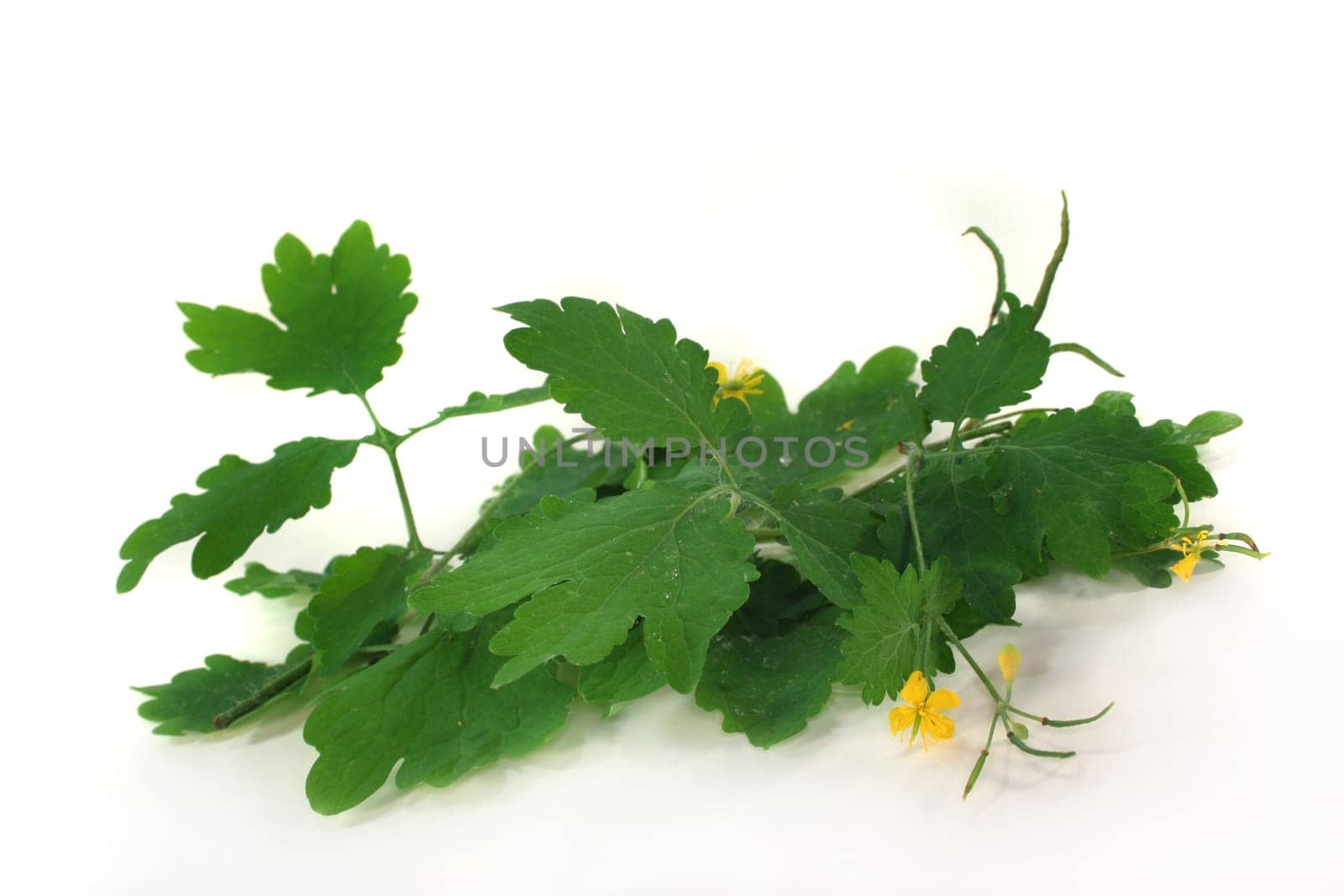 some stalks of celandine against a white background