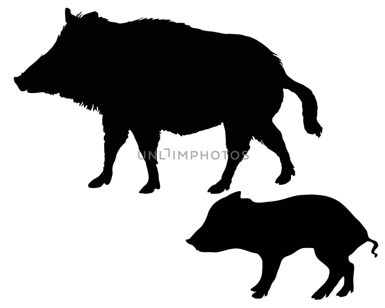 Wild boar silhouettes