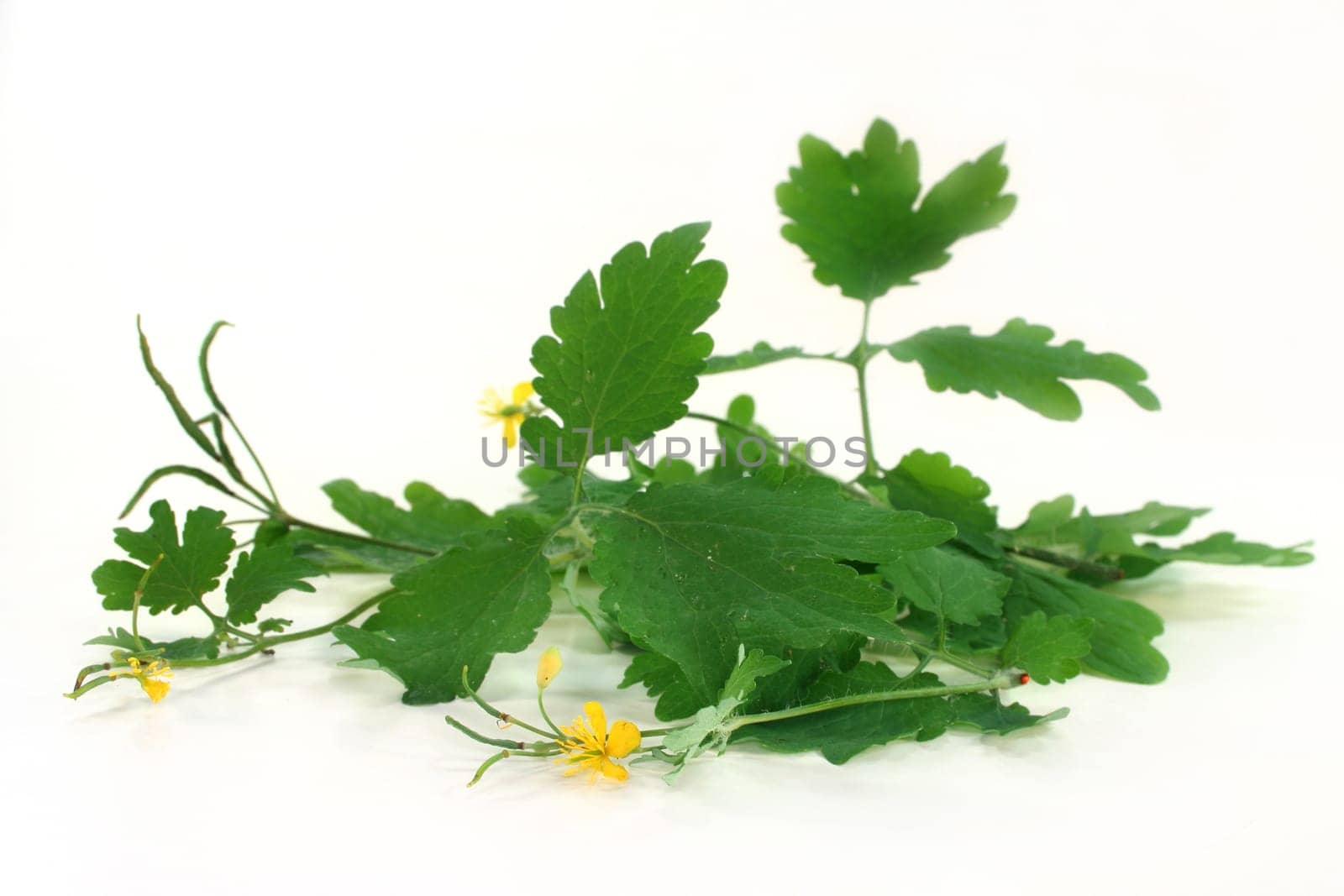 some stalks of celandine against a white background